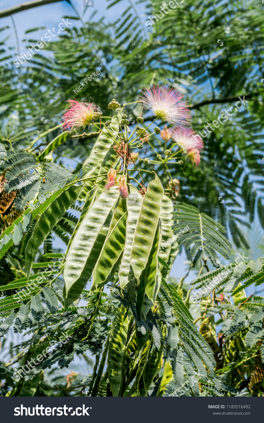 Persian Silk Tree Albizia Julibrissin Park Stock Photo Edit Now