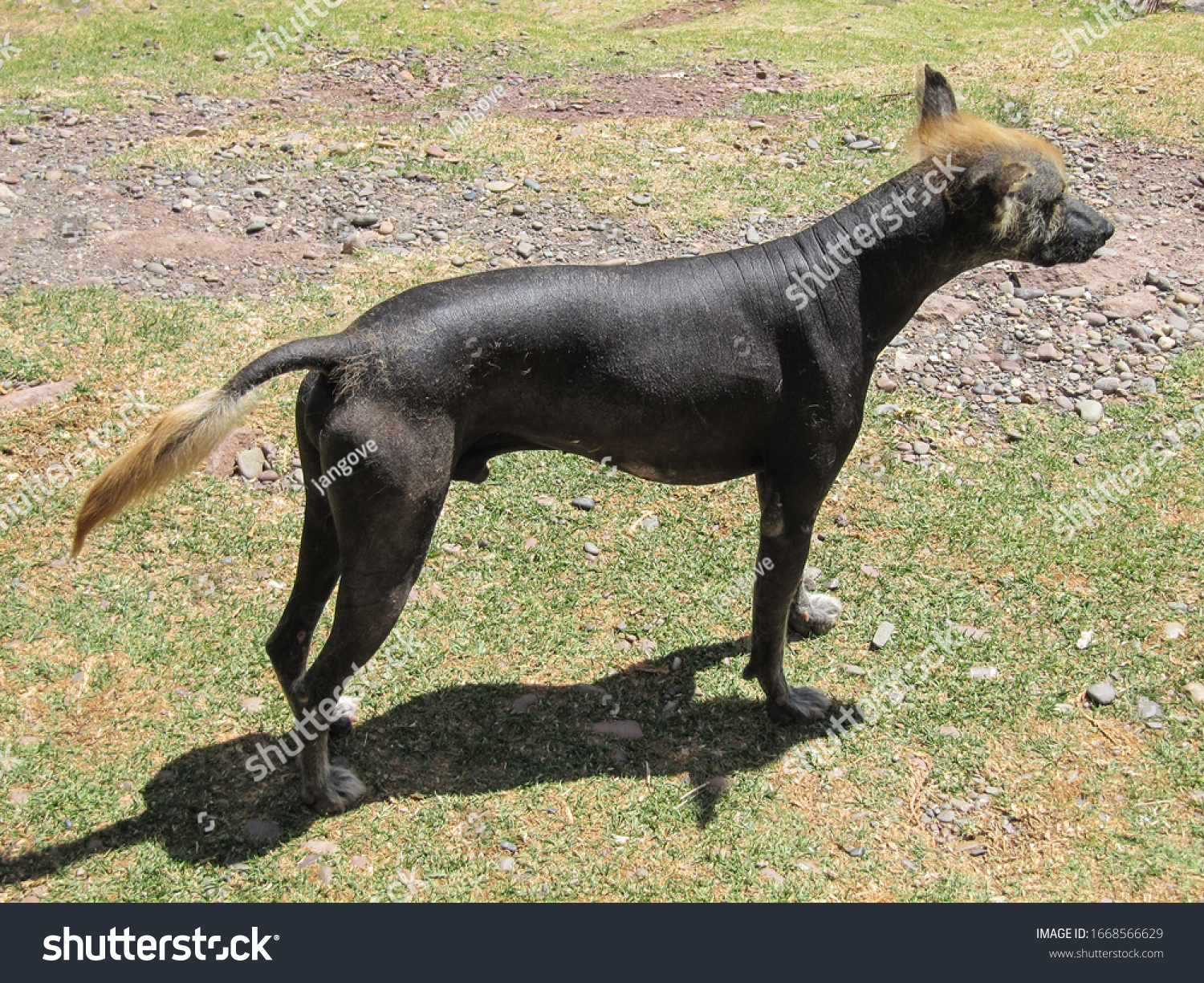 tie pin Peruvian Hairless Dog Elegant and Casual Style Clip with an Image of a Dog tie pin Peruvian Hairless Dog Elegant and Casual Style Clip with an Image of a Dog