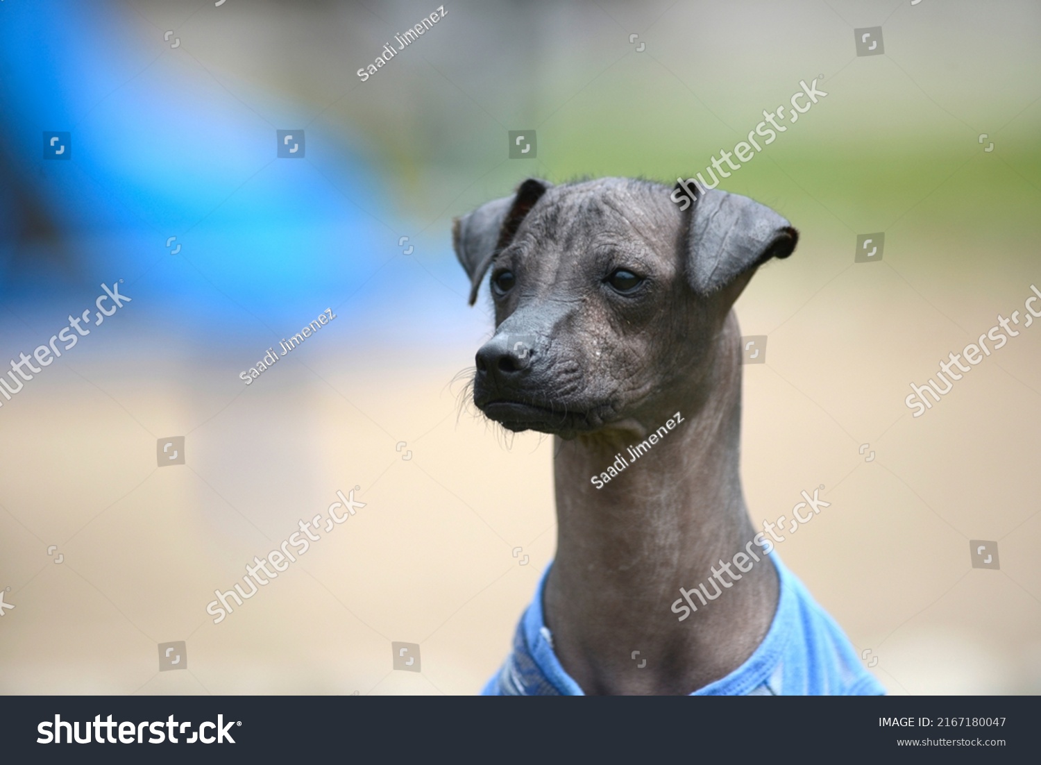 Peruvian Hairless Dog Perro Peruano Sin Stock Photo 2167180047 ...