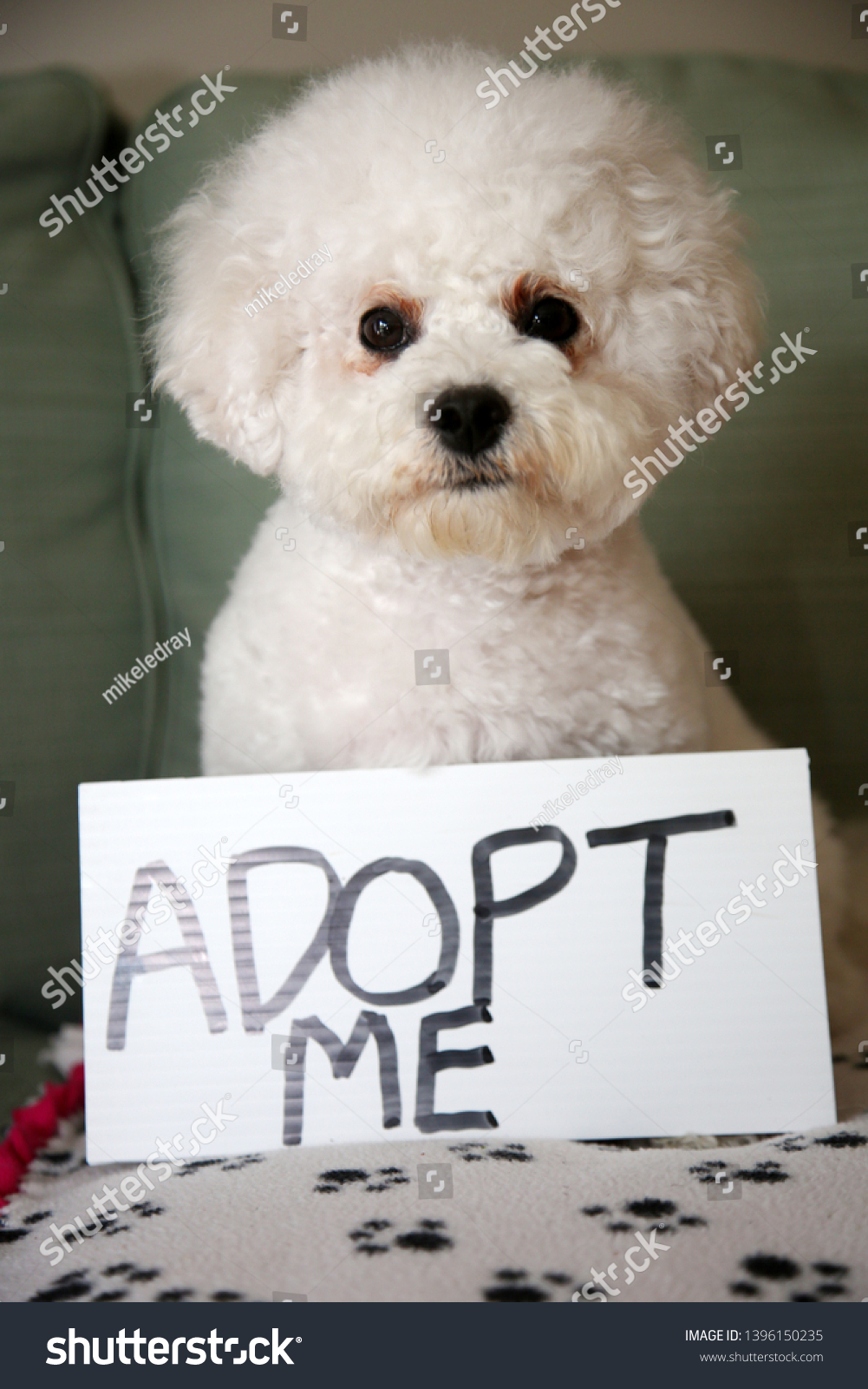 Pet Adoption Concept Bichon Frise Dog Stock Photo Edit Now 1396150235