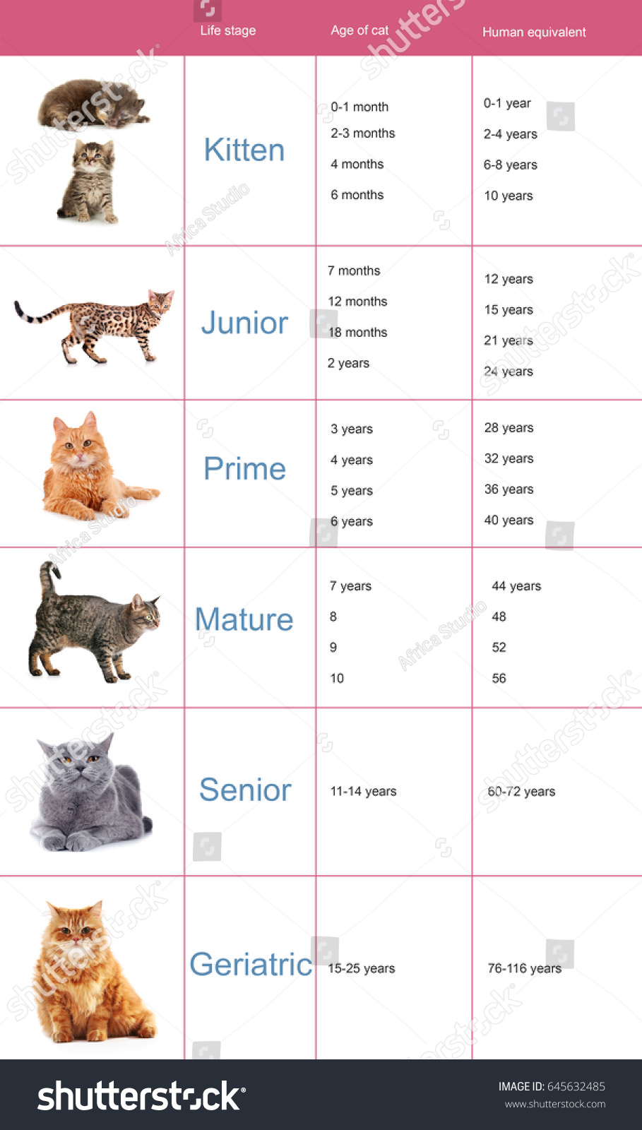cat years chart