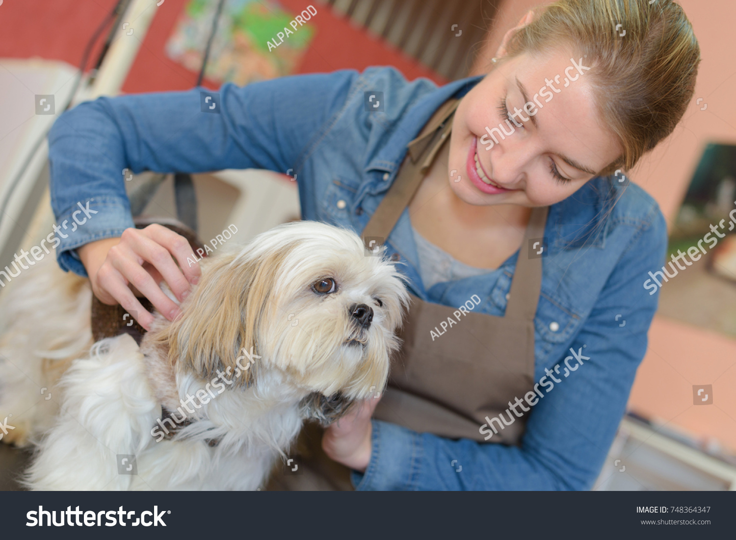 small animal groomer