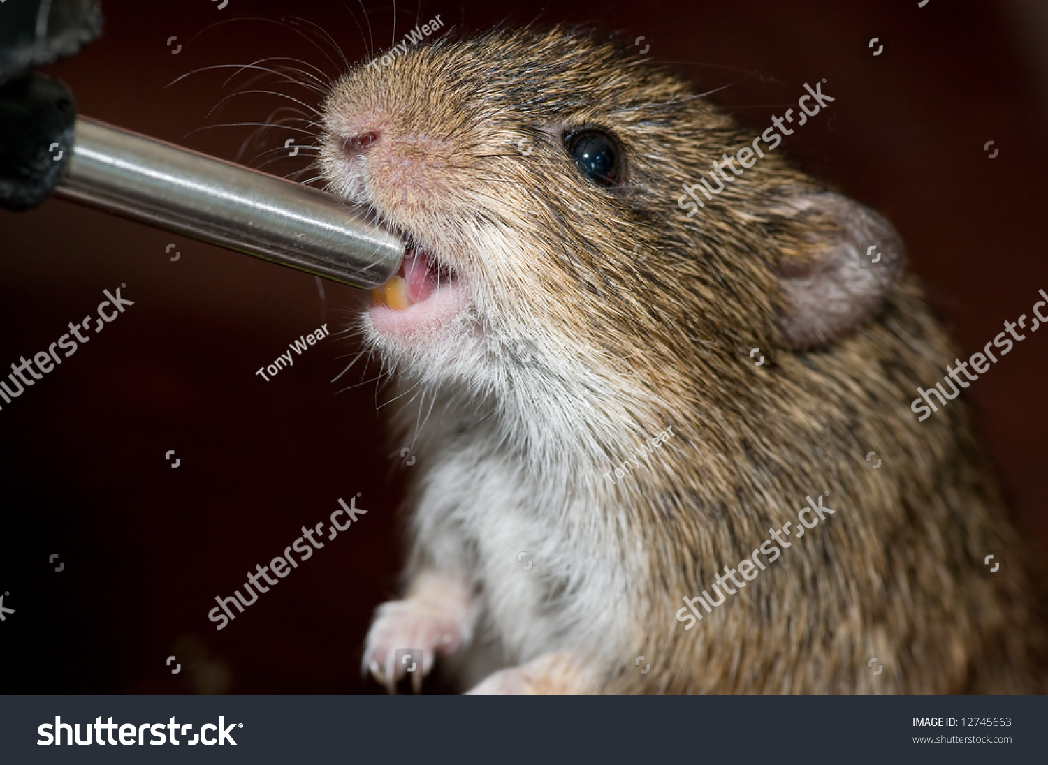 Pet Rat Drinks From Water Bottle Spout Stock Photo 12745663 : Shutterstock