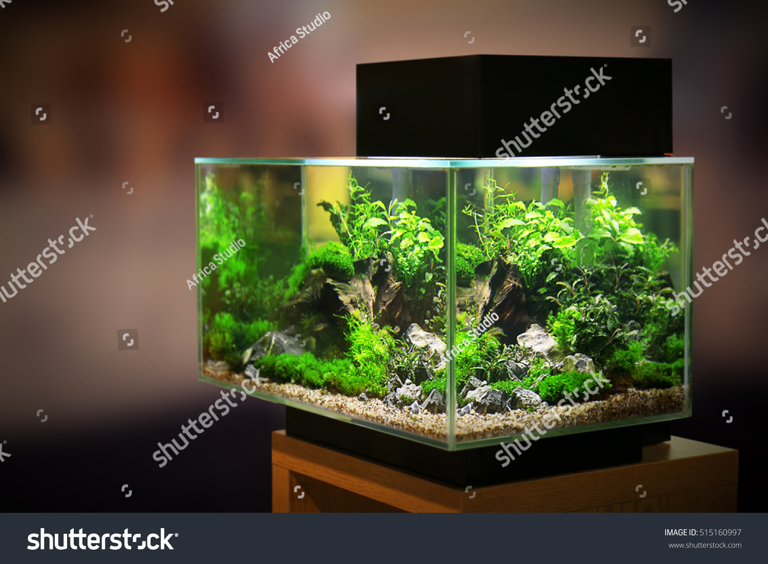 pet shop aquarium