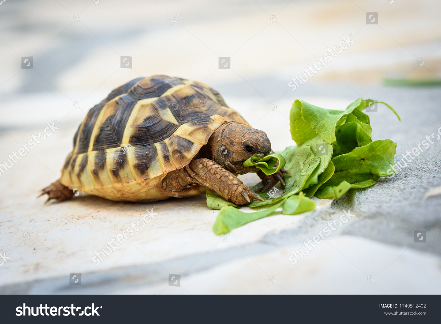 5,305 Turtle eating food Images, Stock Photos & Vectors | Shutterstock