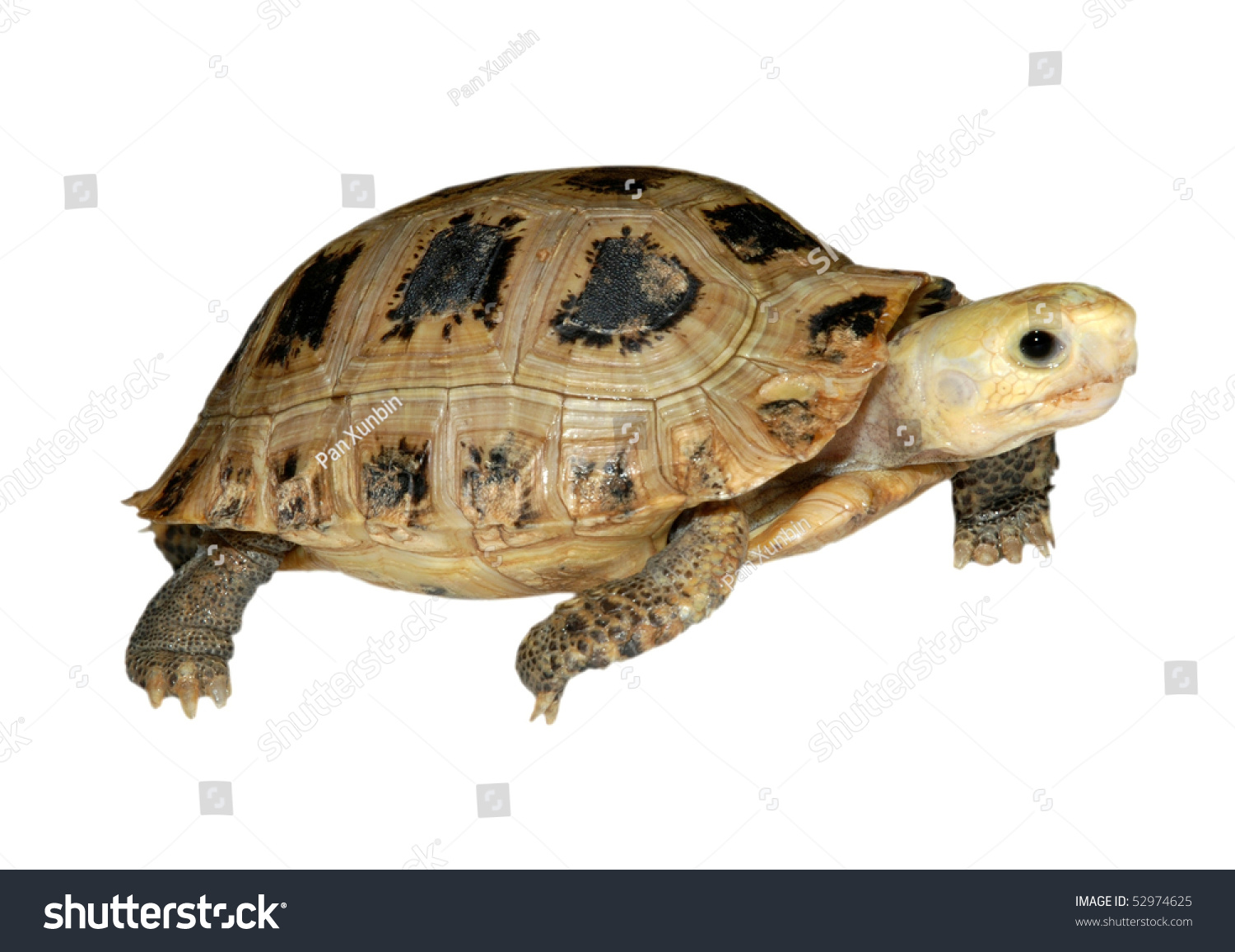 Pet Turtle Elongata Elongated Tortoise Isolated In White Stock Photo ...