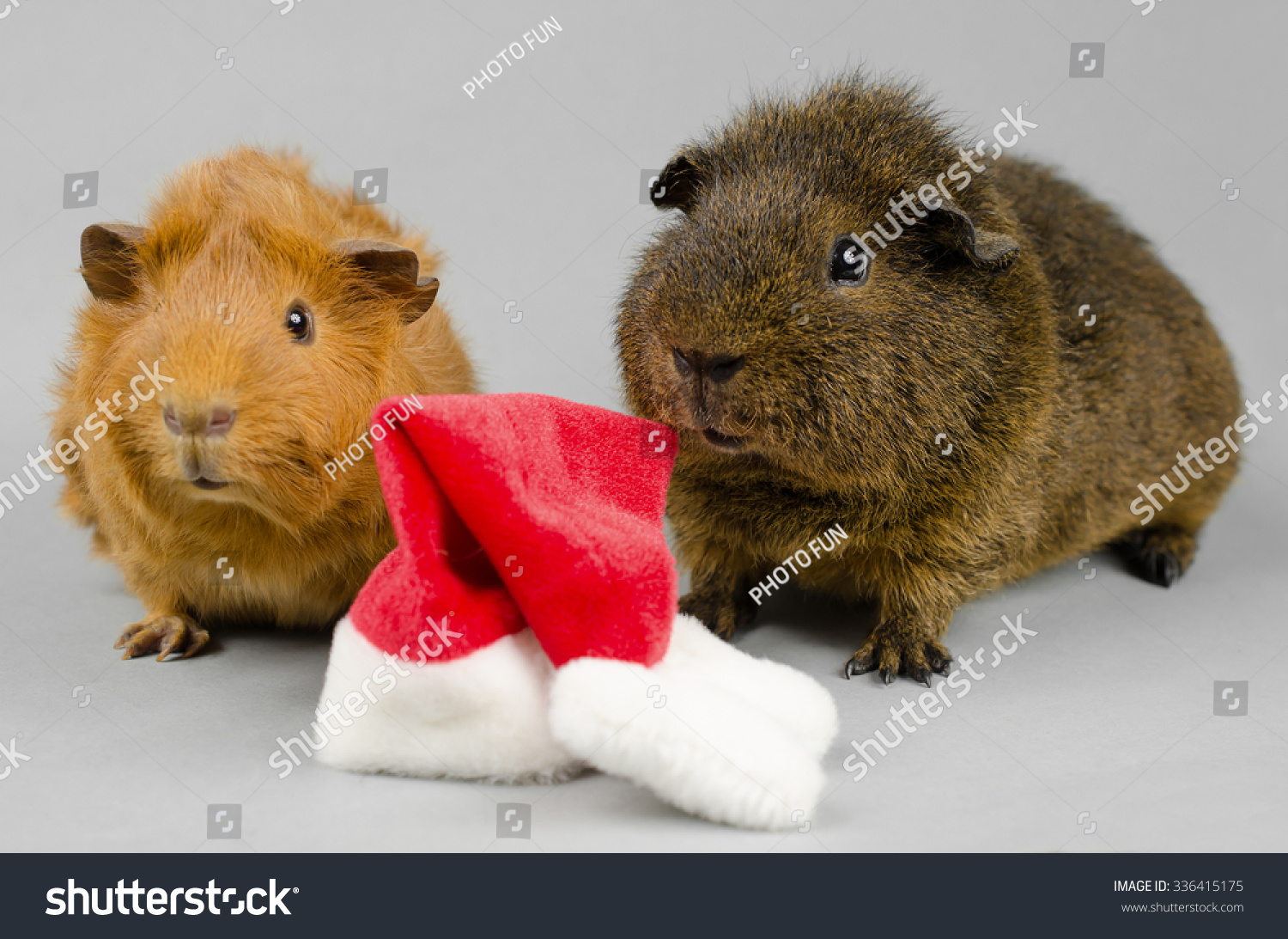 Pet Xmas Hat Short Haired Peruvian Stock Photo Edit Now 336415175