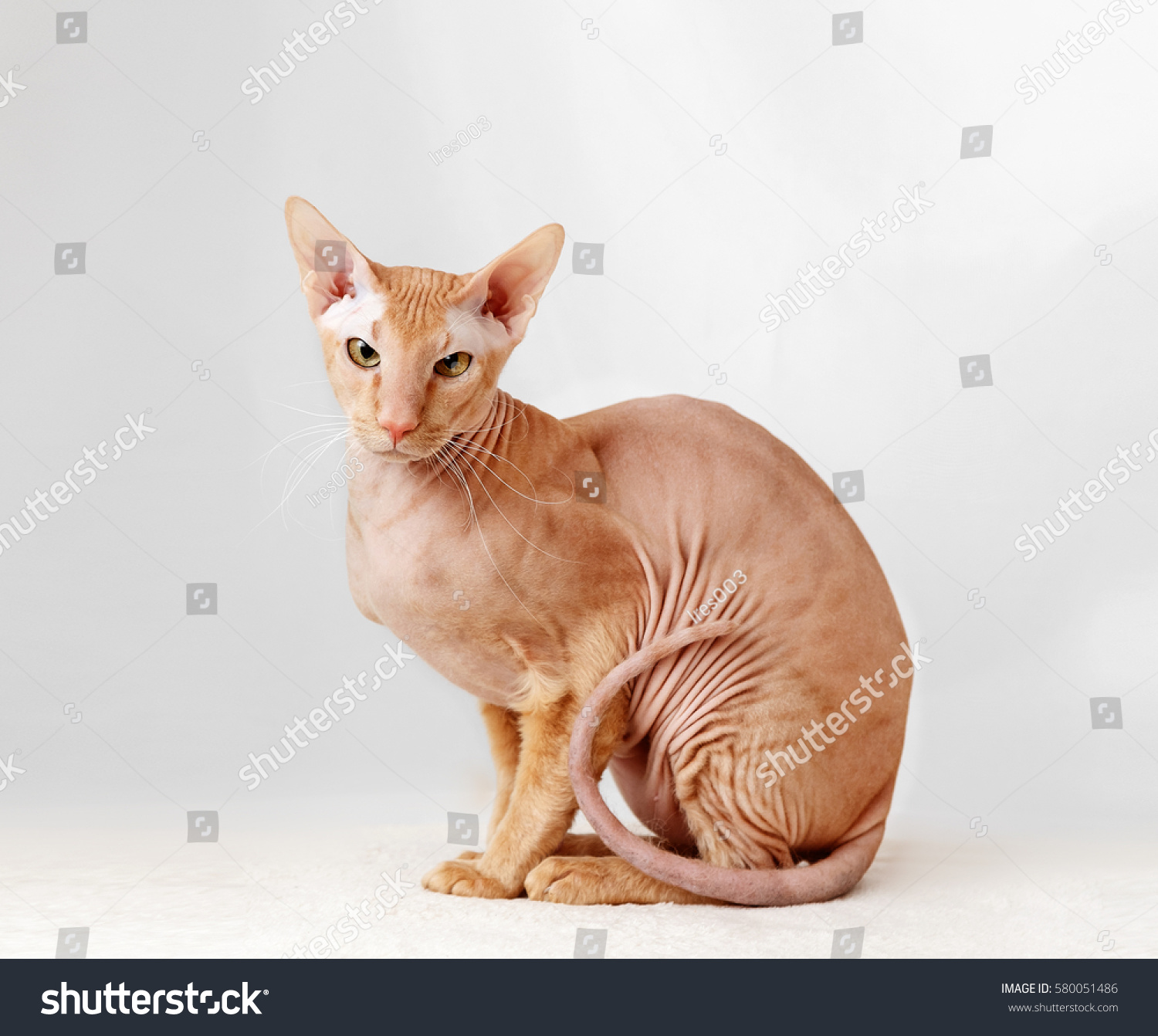 Peterbald Cat Oriental Shorthair Against White Stock Photo Edit