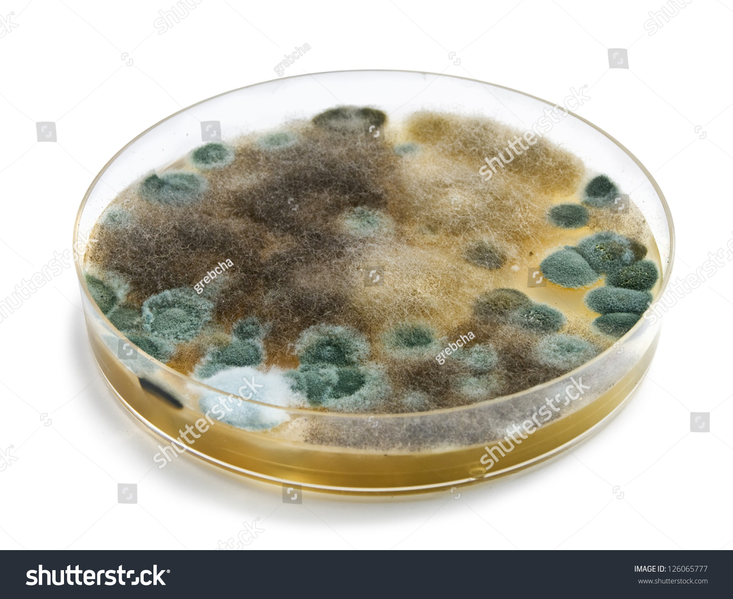 Petri Dish Mold Isolated On White Stock Photo 126065777 - Shutterstock