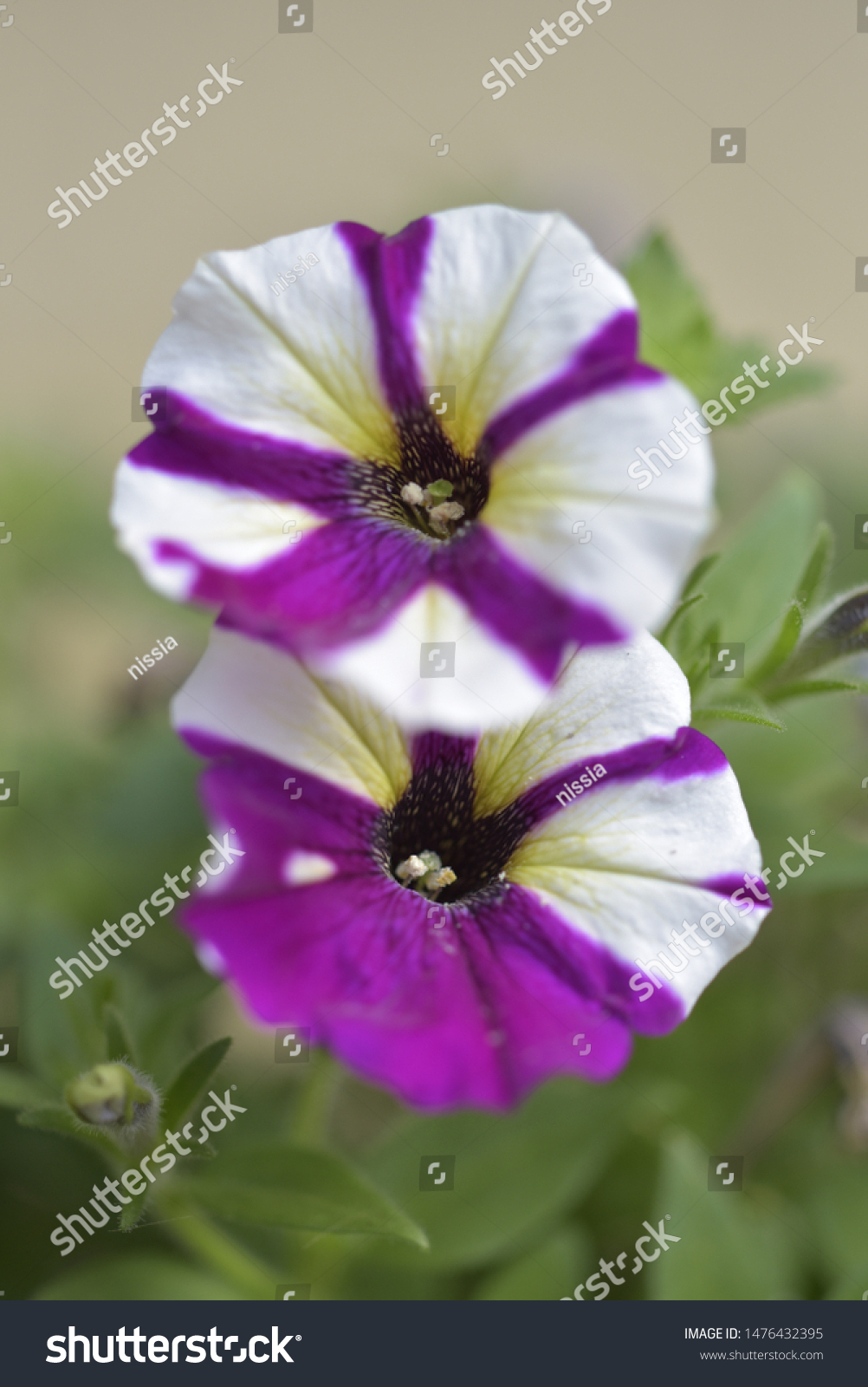 Petunia Axillaris Lam Large White Petunia Nature Stock Image 1476432395