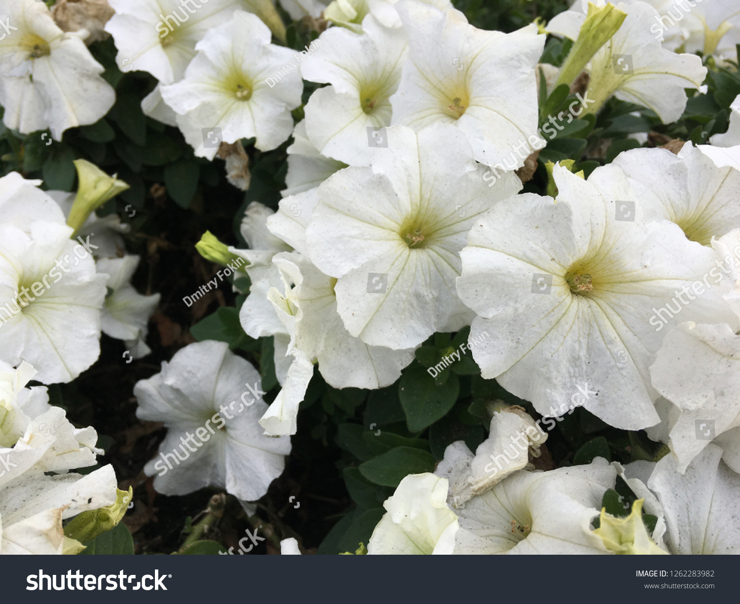 Petunia Axillaris Large White Petunia White Nature Stock Image 1262283982