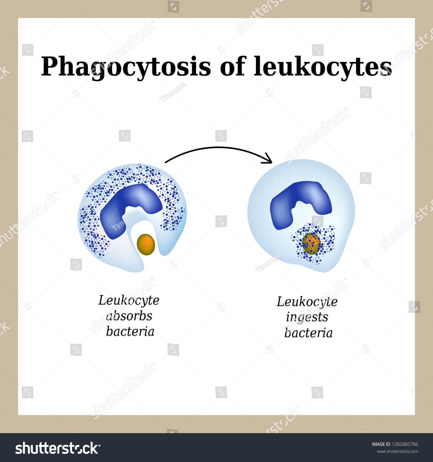 Phagocytosis Process Destroying Bacteria By Leukocytes Stock ...