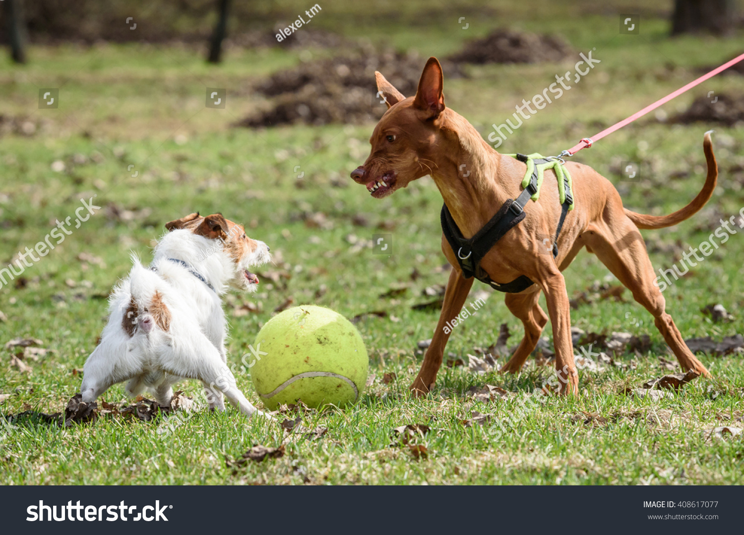 ファラオ ハウンド犬が小さなジャック ラッセル テリアー犬を攻撃する の写真素材 今すぐ編集