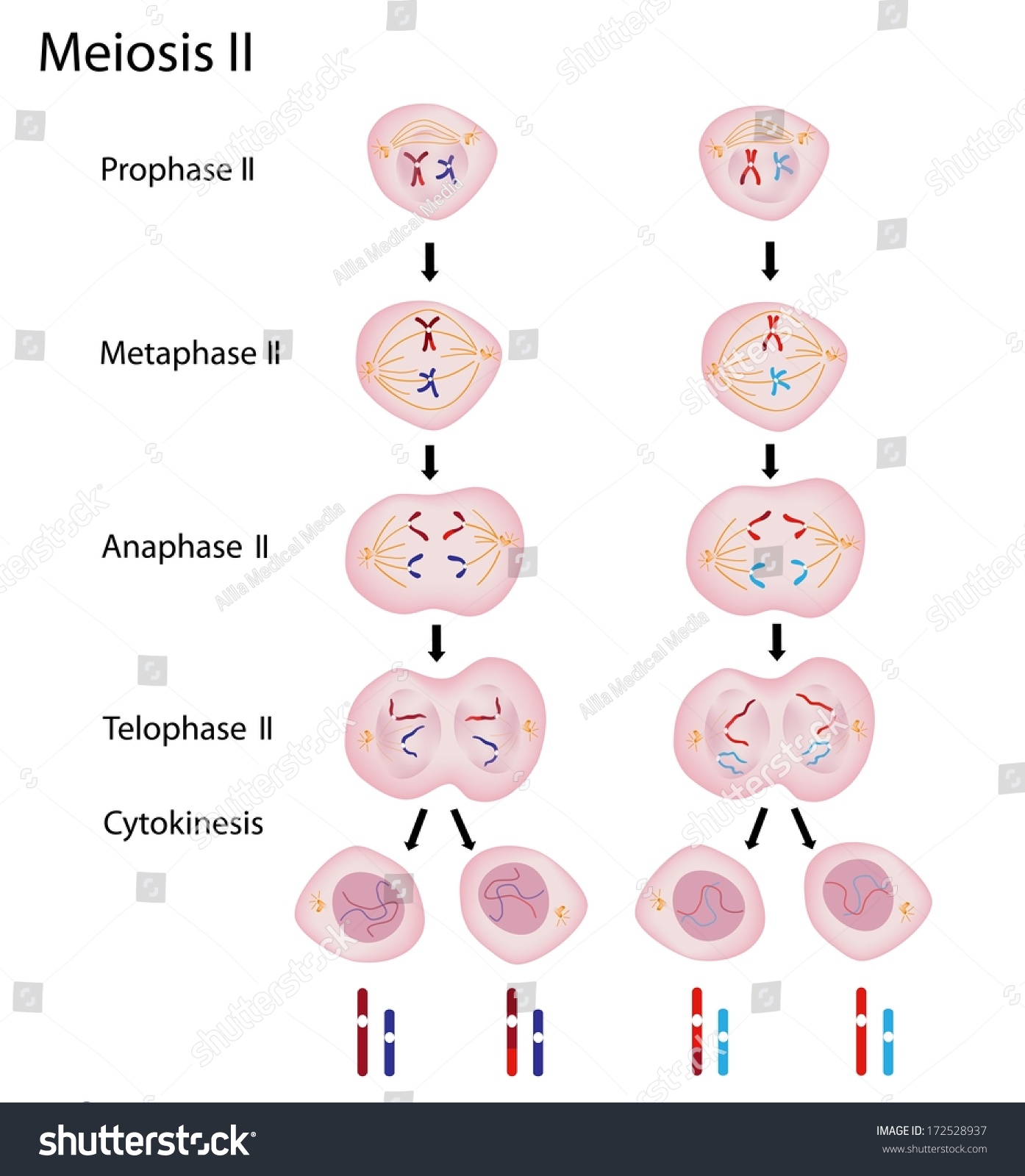 Phases Of Meiosis 2 Stock Photo 172528937 : Shutterstock