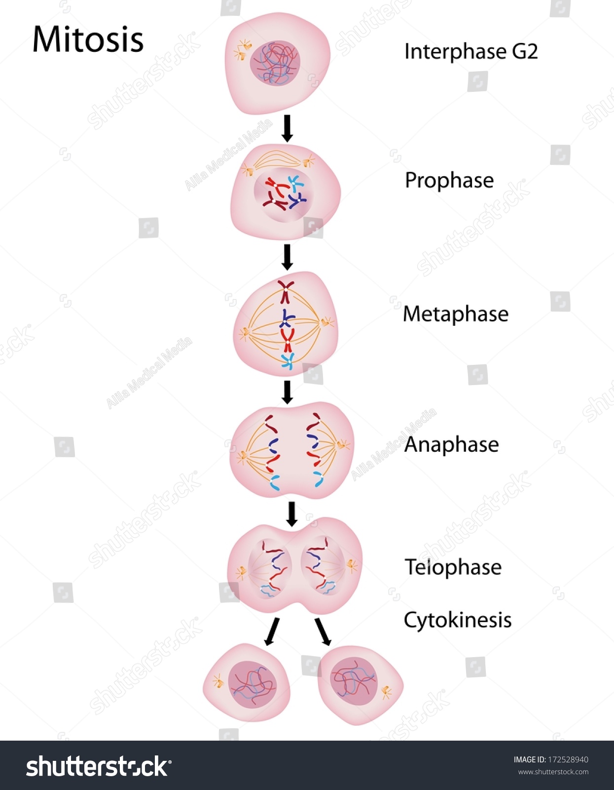 Phases Mitosis Stock Illustration 172528940 - Shutterstock