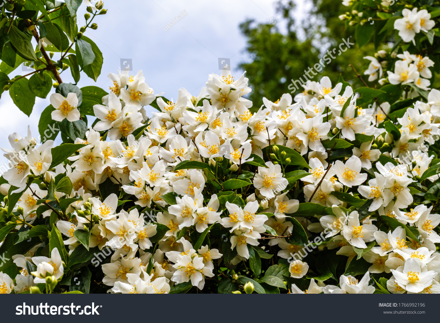 Philadelphus Lewisii Variegata Garden Jasmine Flowers Arkivfoto Rediger Na 1766992196