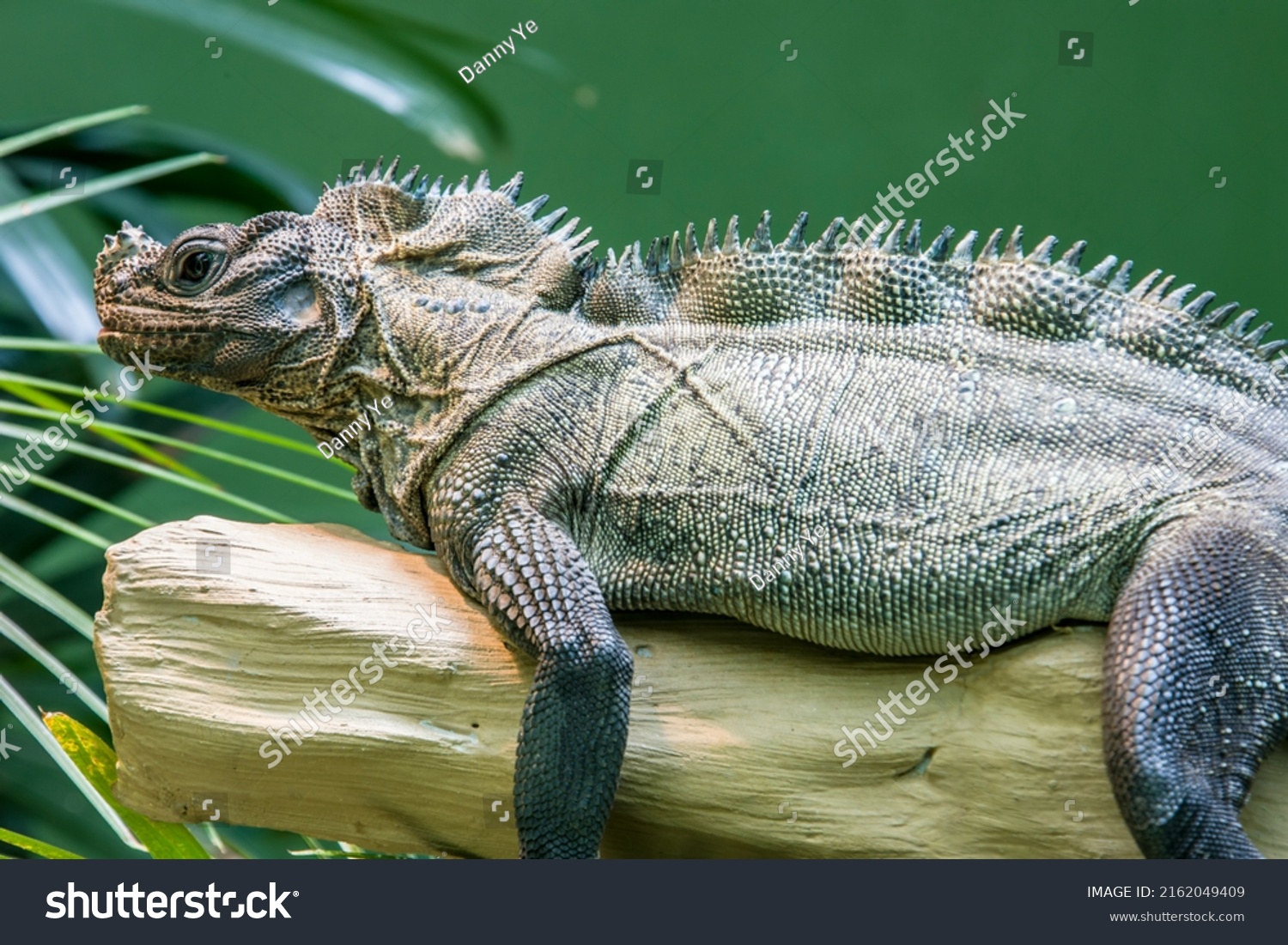 170 Iguanas philippines Images, Stock Photos & Vectors | Shutterstock