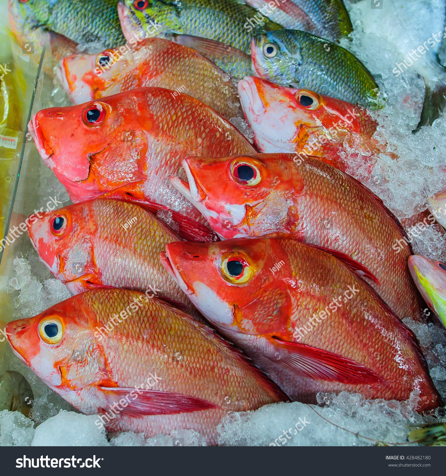 Philippine Tropical Fish Mayamaya Red Snapper Stock Photo Edit Now