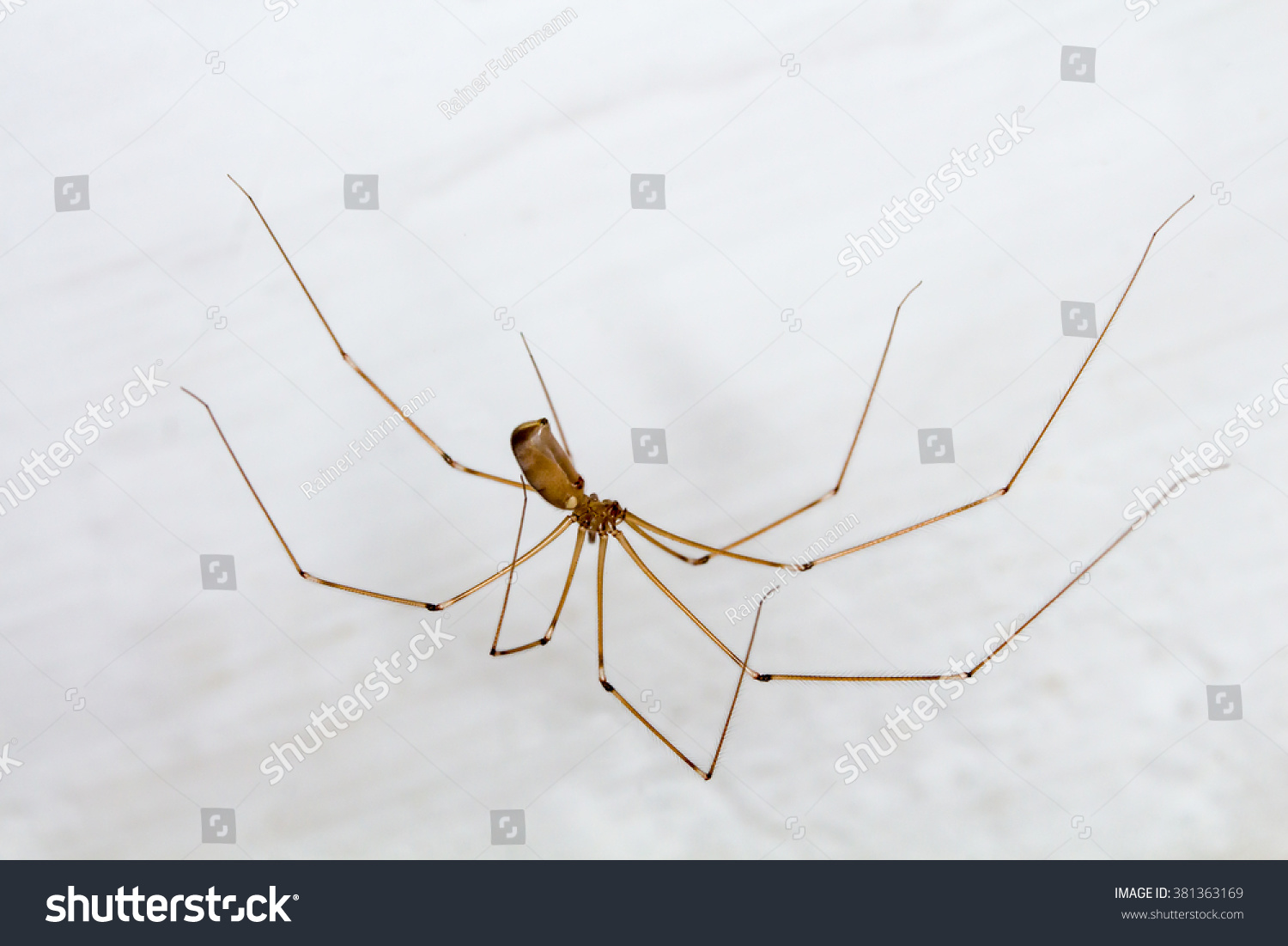 Long bodied cellar spider Images, Stock Photos & Vectors | Shutterstock