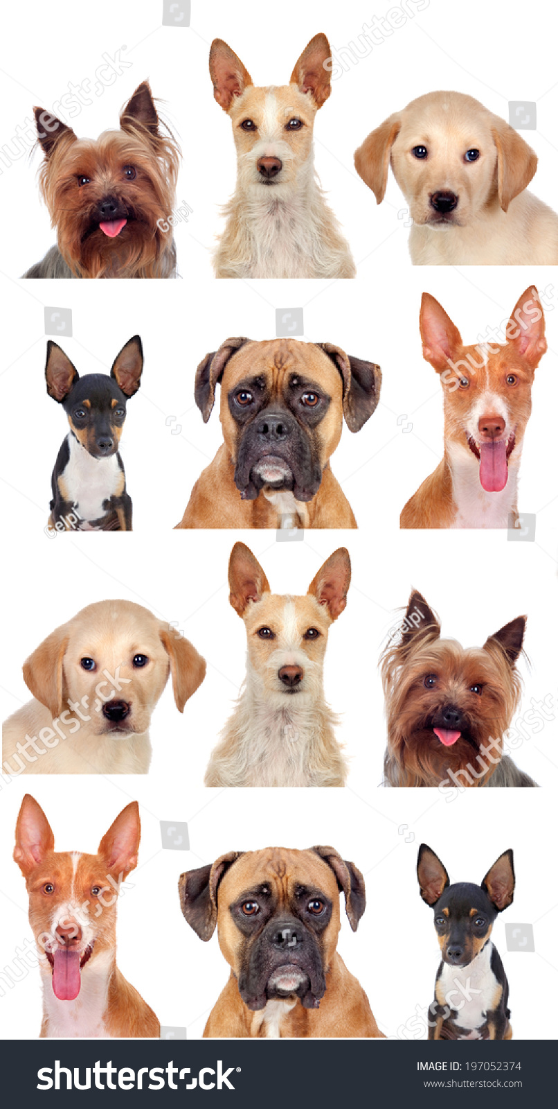 Photo Collage Of Different Breeds Of Dogs Isolated On A White ...