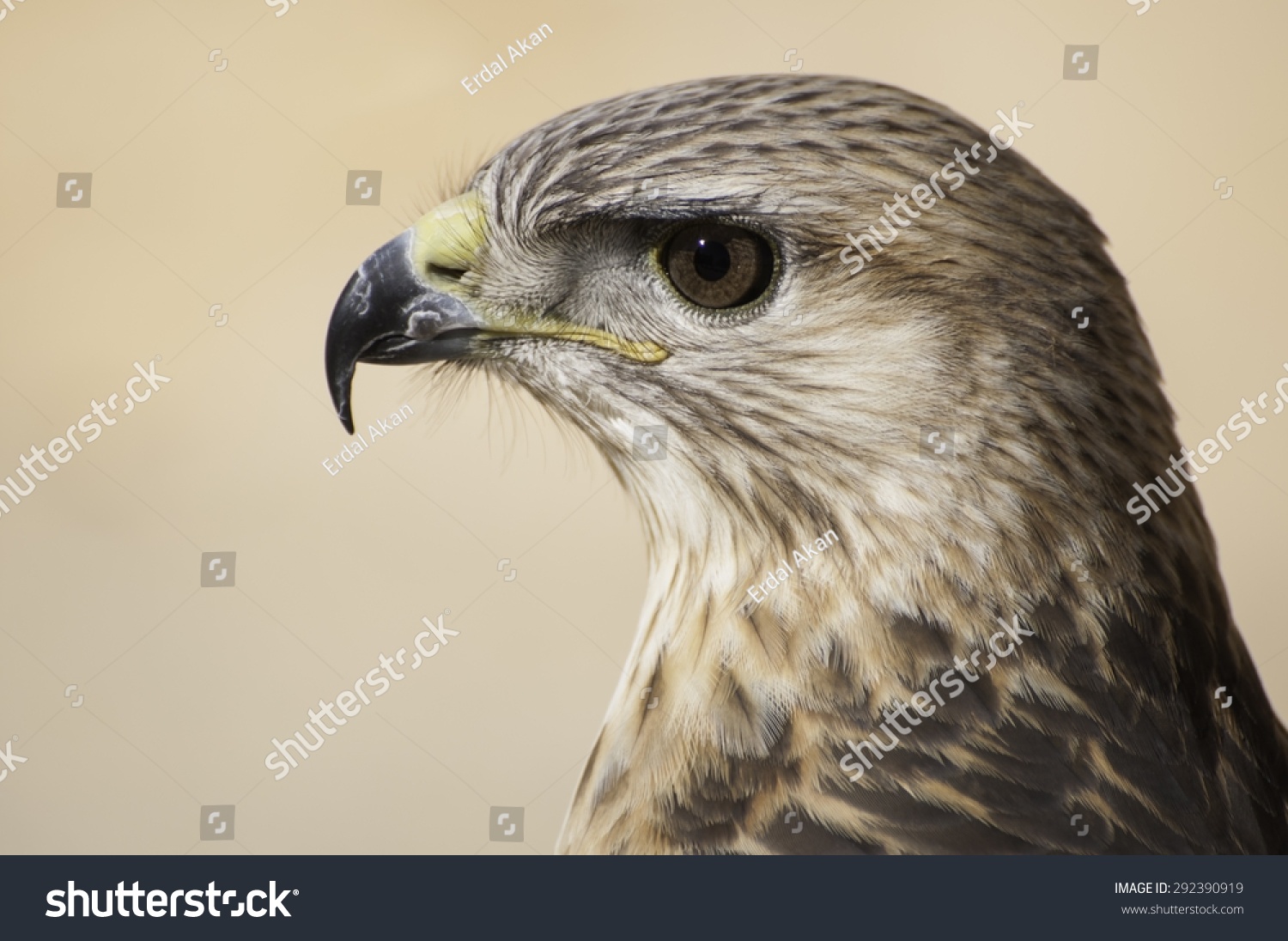 Desert Hawk