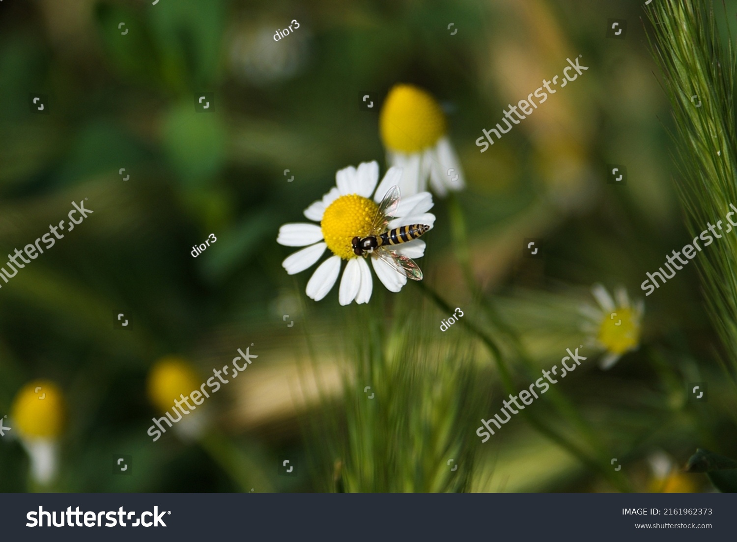 Photo Daisy Flower Bee Sitting On Stock Photo 2161962373 Shutterstock