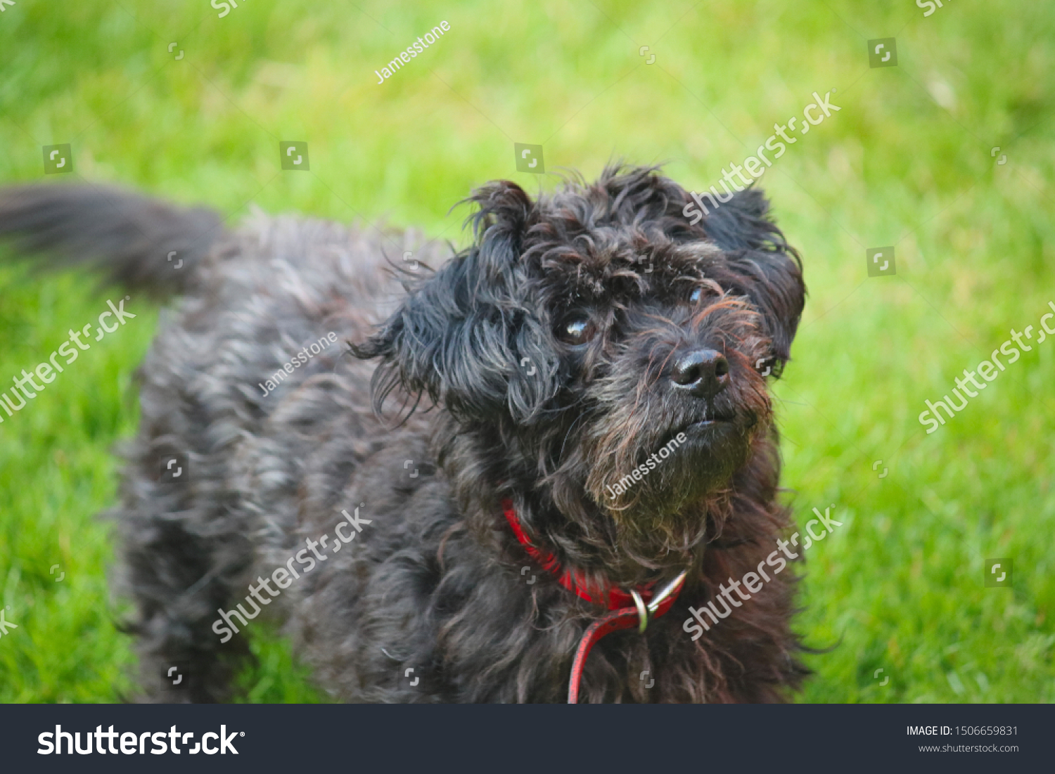 Photo Small Black Dog Toy Poodle Stock Photo Edit Now