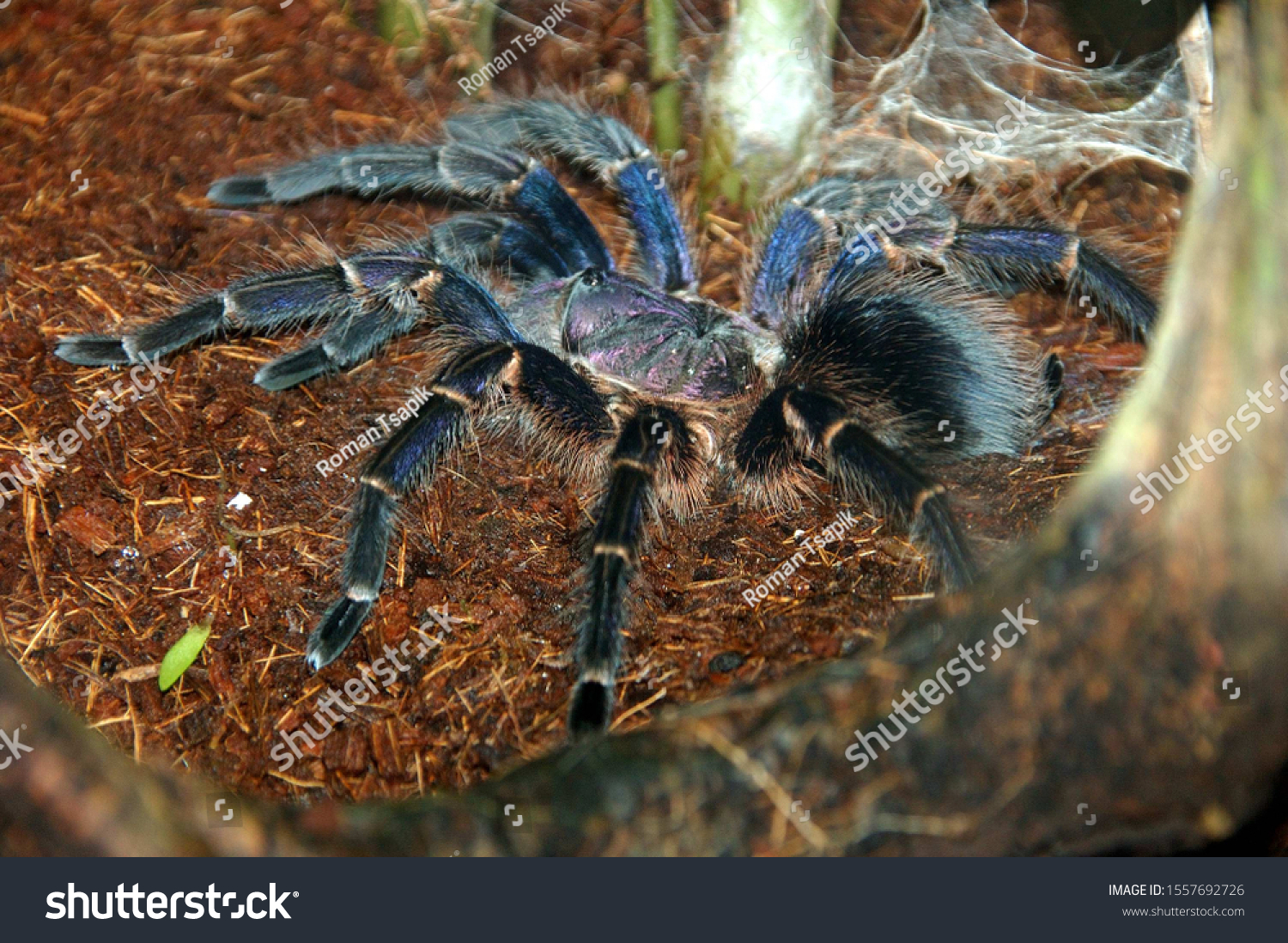 Photo Tarantula Spider Terrarium Stock Photo 1557692726 | Shutterstock