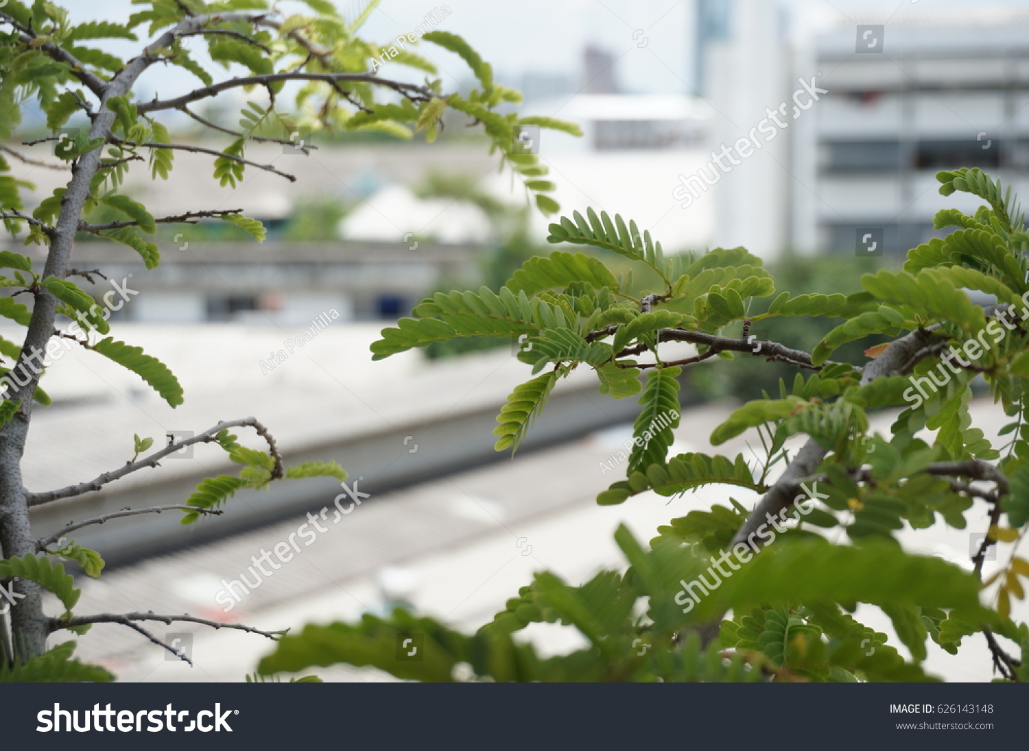 Photo Colorful Tamarind Tamarindus Indica Leaves Stock Photo Edit Now