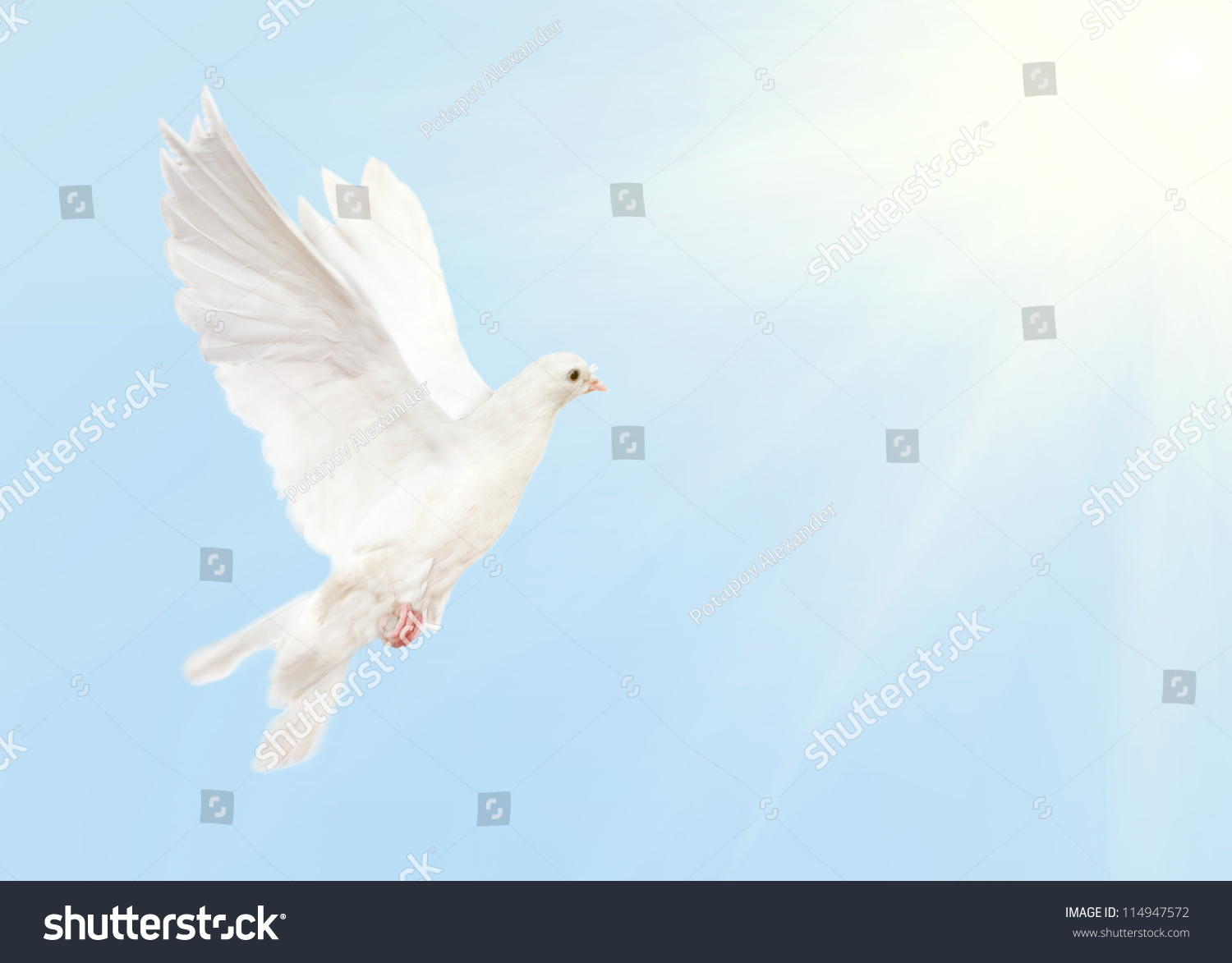 Photo Dove Flying Blue Sky Sun Stock Photo 114947572 - Shutterstock