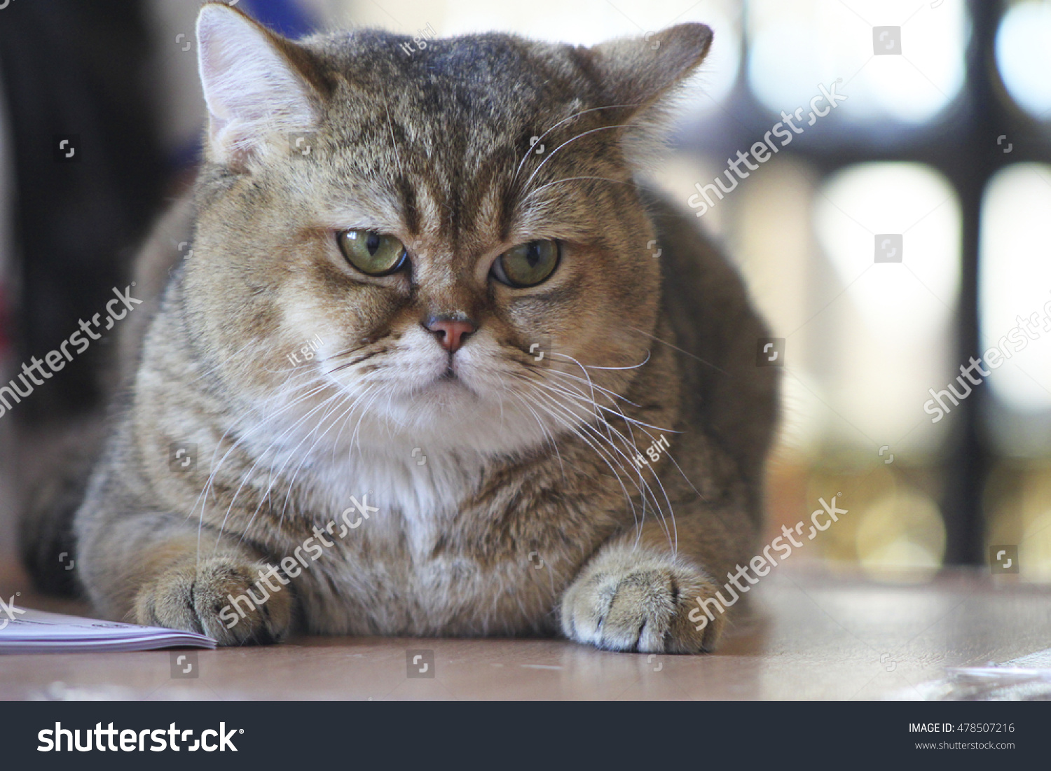 Photo Of Fat Grumpy Cat Lying On The Table. British Shorthair Golden ...