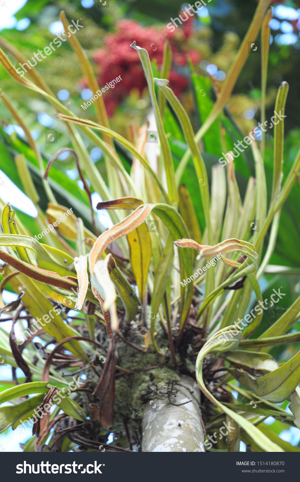 Photo Parasitic Leaves On Tree Stock Photo 1514180870 | Shutterstock