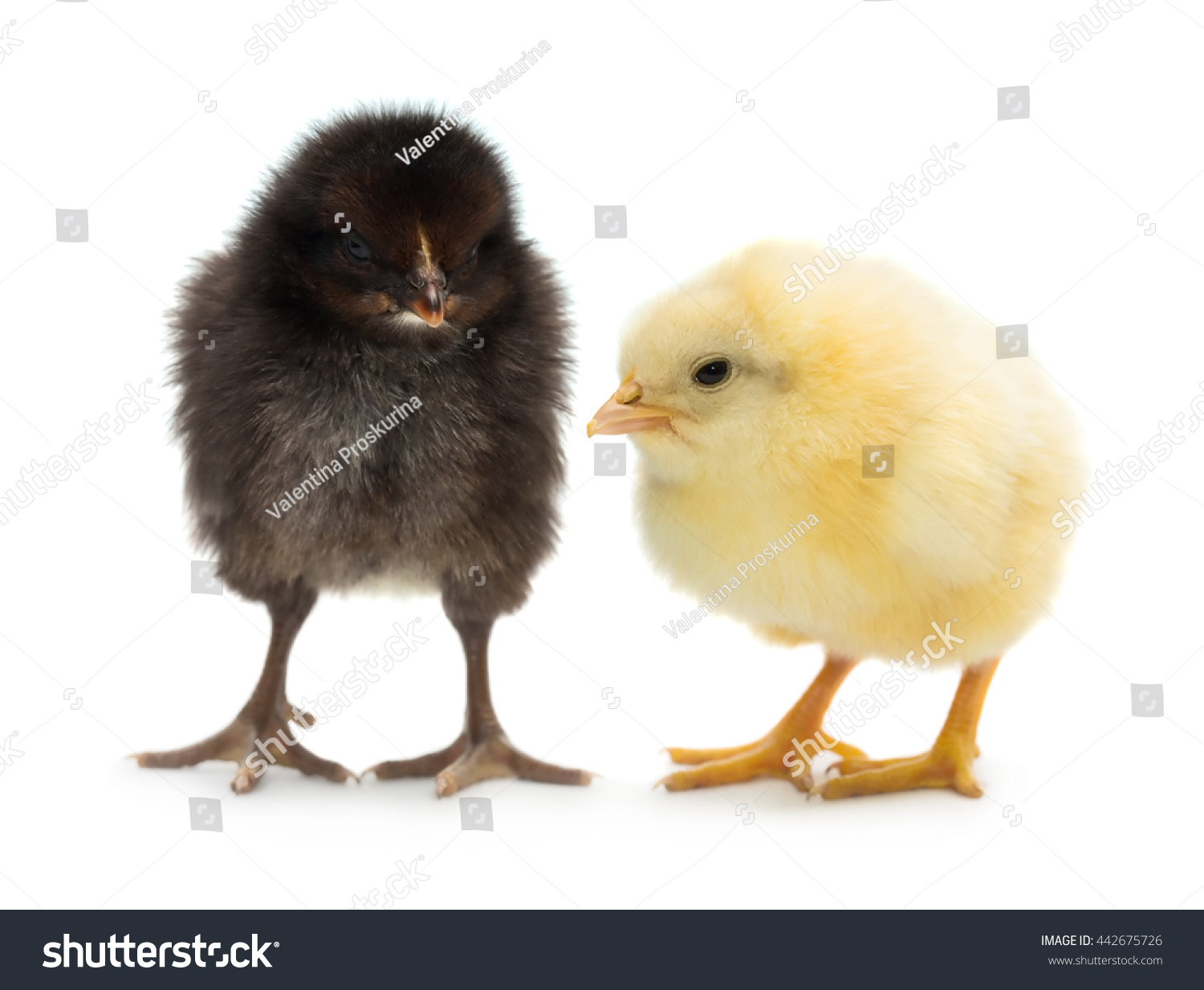 Photo Two Cute Baby Chicks Black Stock Photo Edit Now 442675726