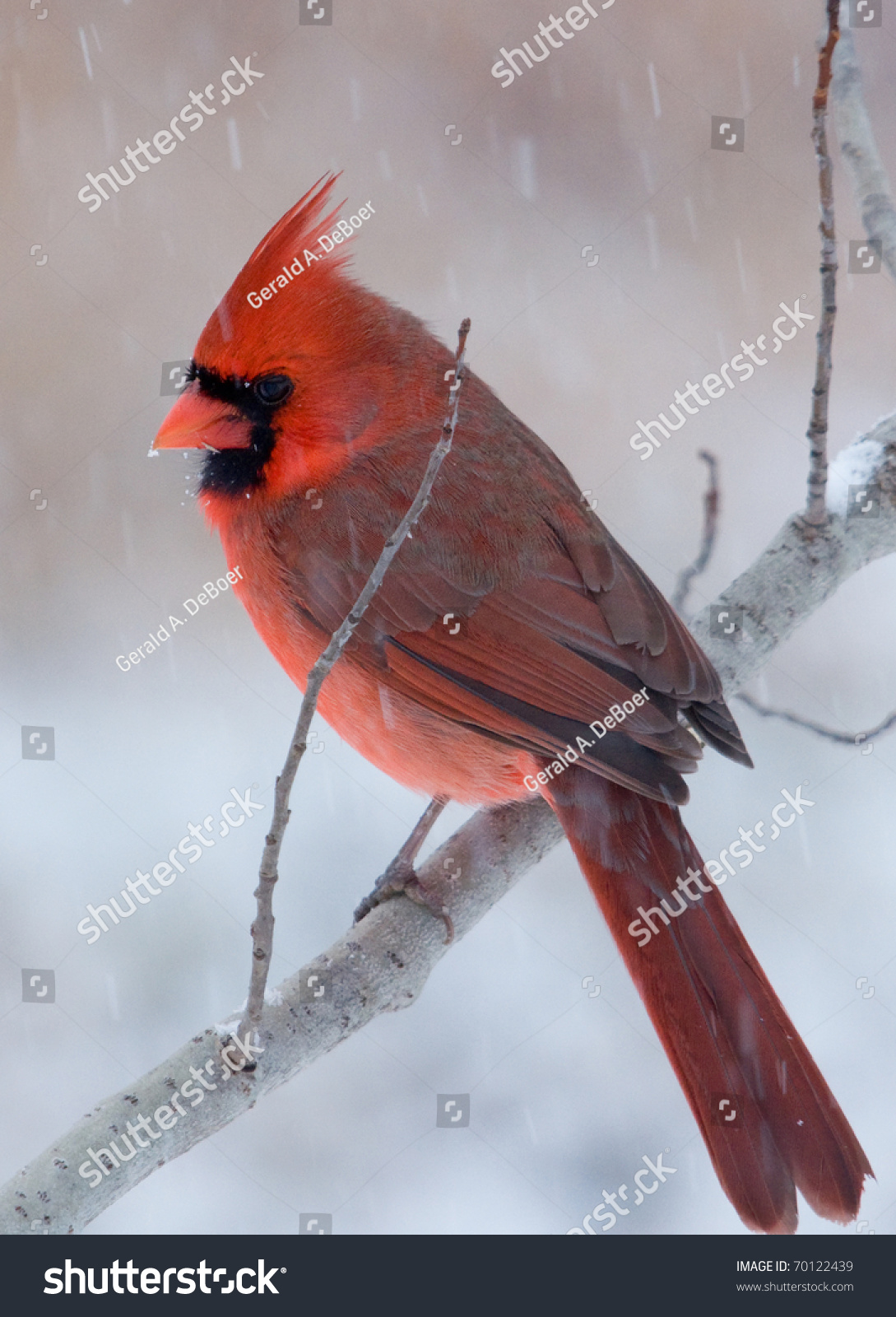 Photograph Of A Beautiful Bright Red Male Northern Cardinal, Cardinalis ...