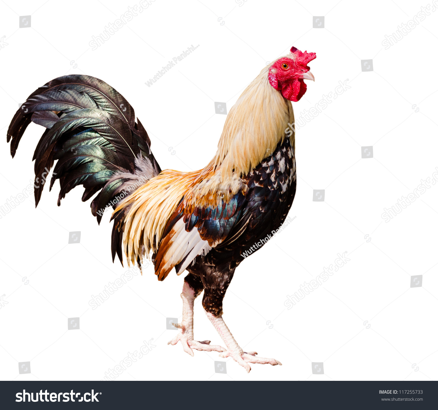 Photos Rooster Chicken Isolated On White Stock Photo 117255733 ...