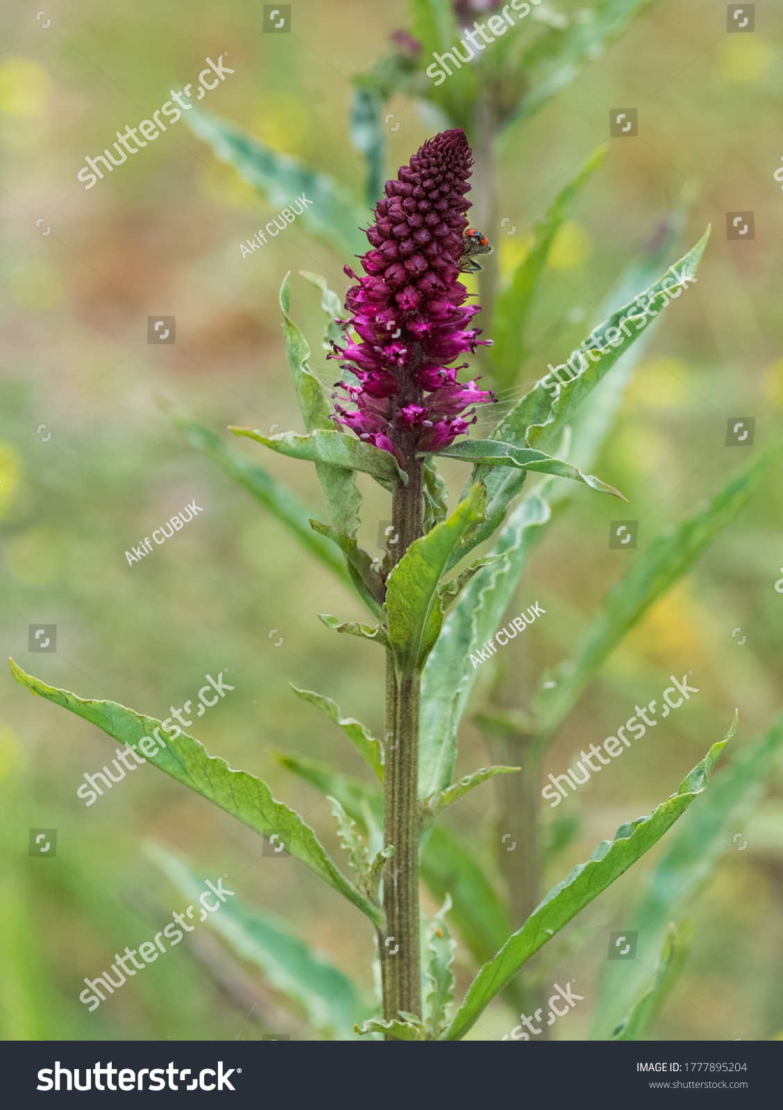 photos-wild-plants-medicinal-plants-stock-photo-1777895204-shutterstock