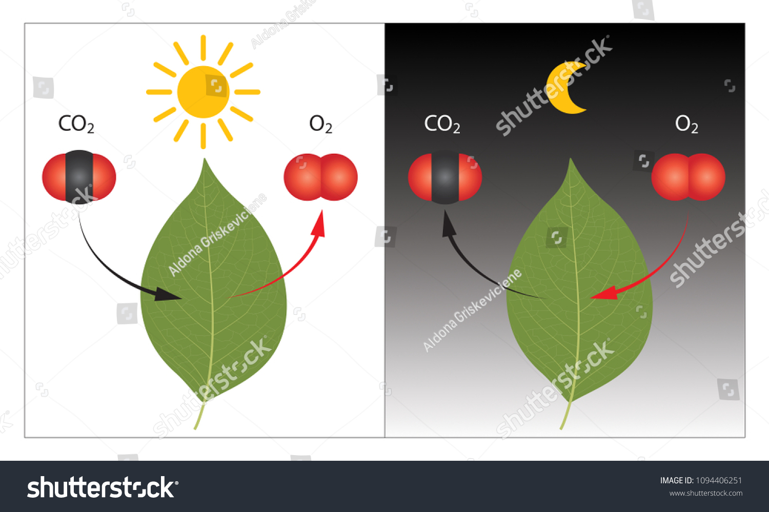 昼と夜の植物の光合成と細胞呼吸の過程 のイラスト素材