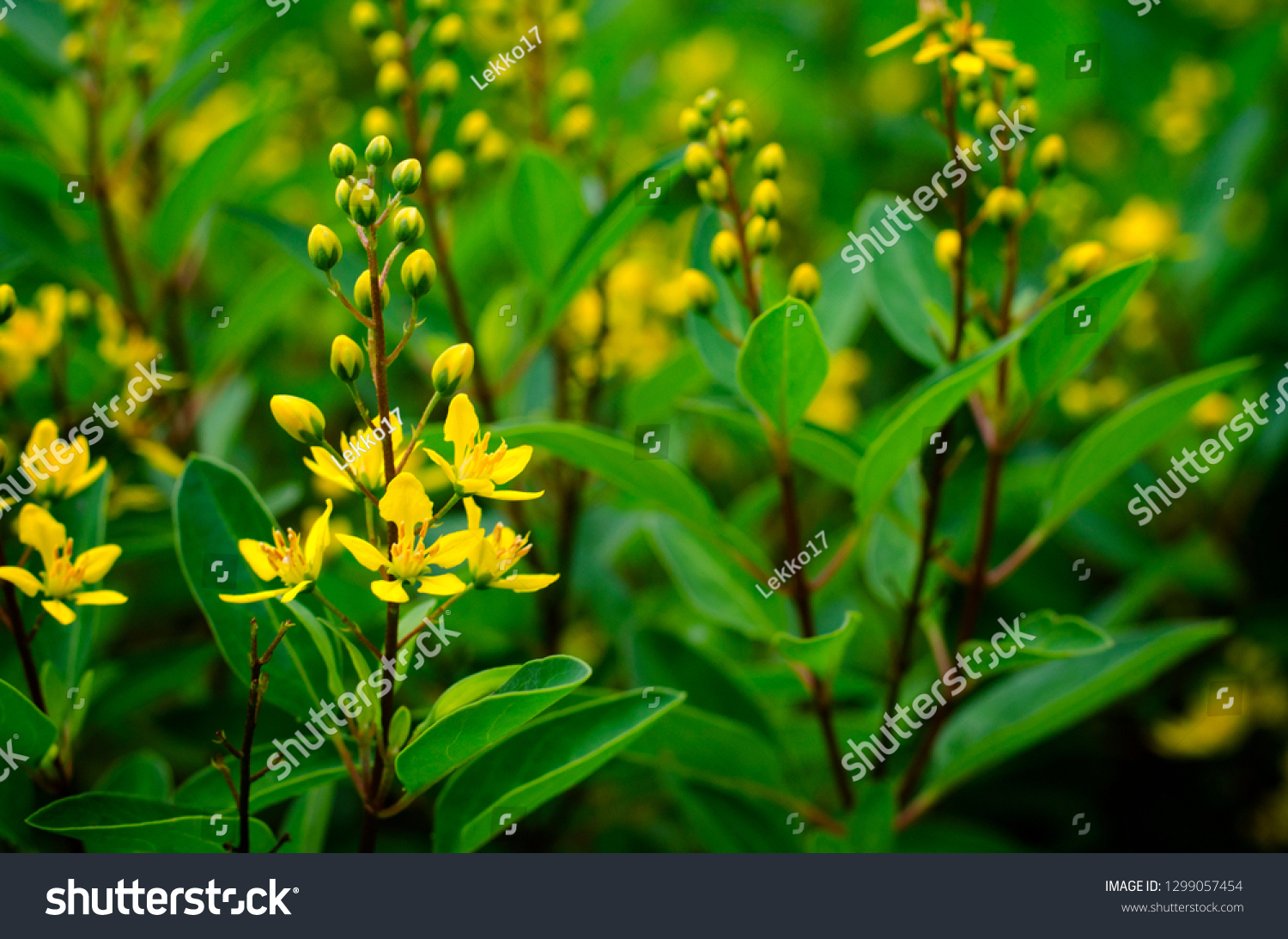 Phuang Thong Flower Small Tree Yellow Stock Photo Edit Now 1299057454