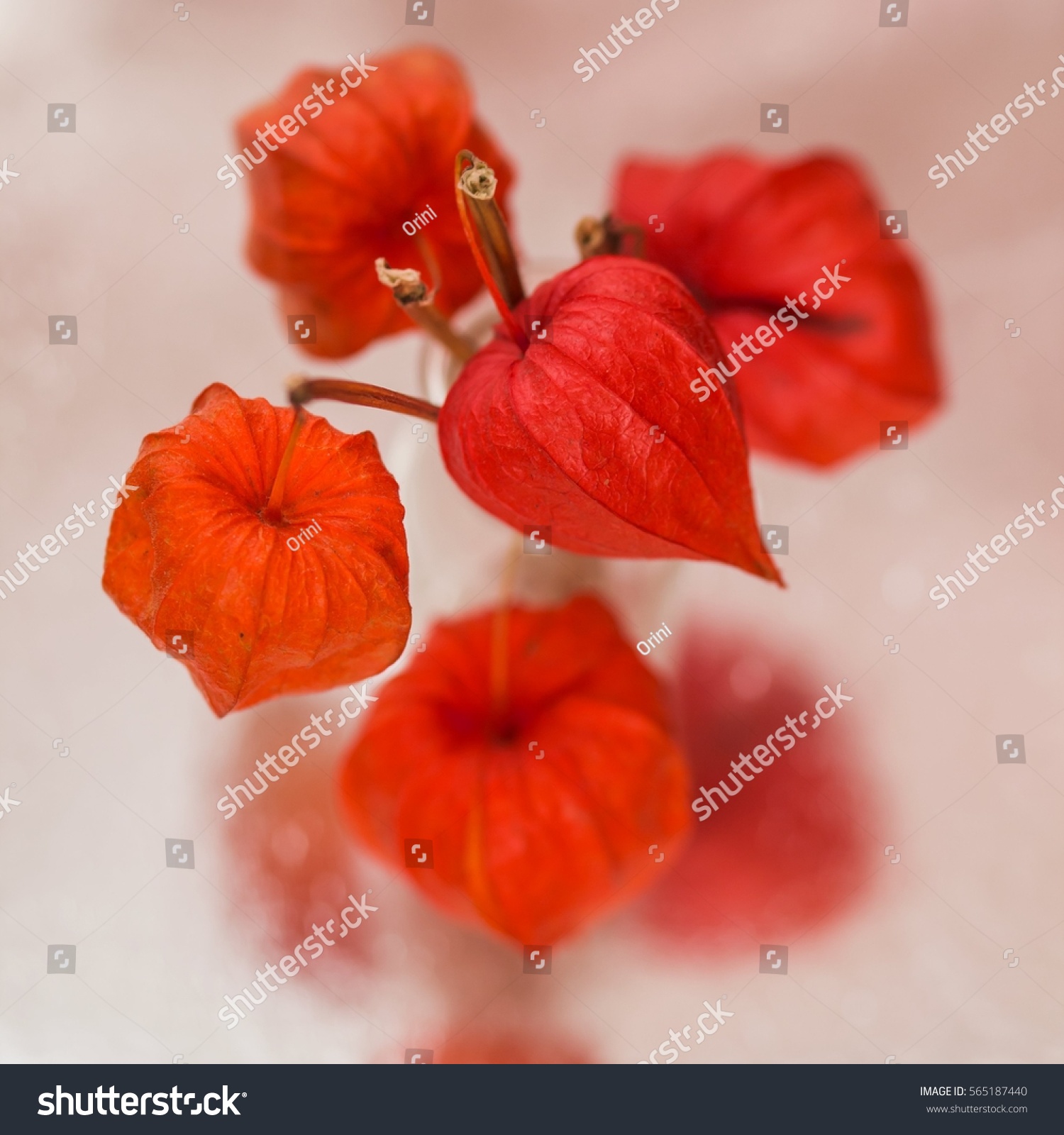 Physalis Alkekengi Plant Selective Focus Bouquet Stock Photo Edit Now 565187440