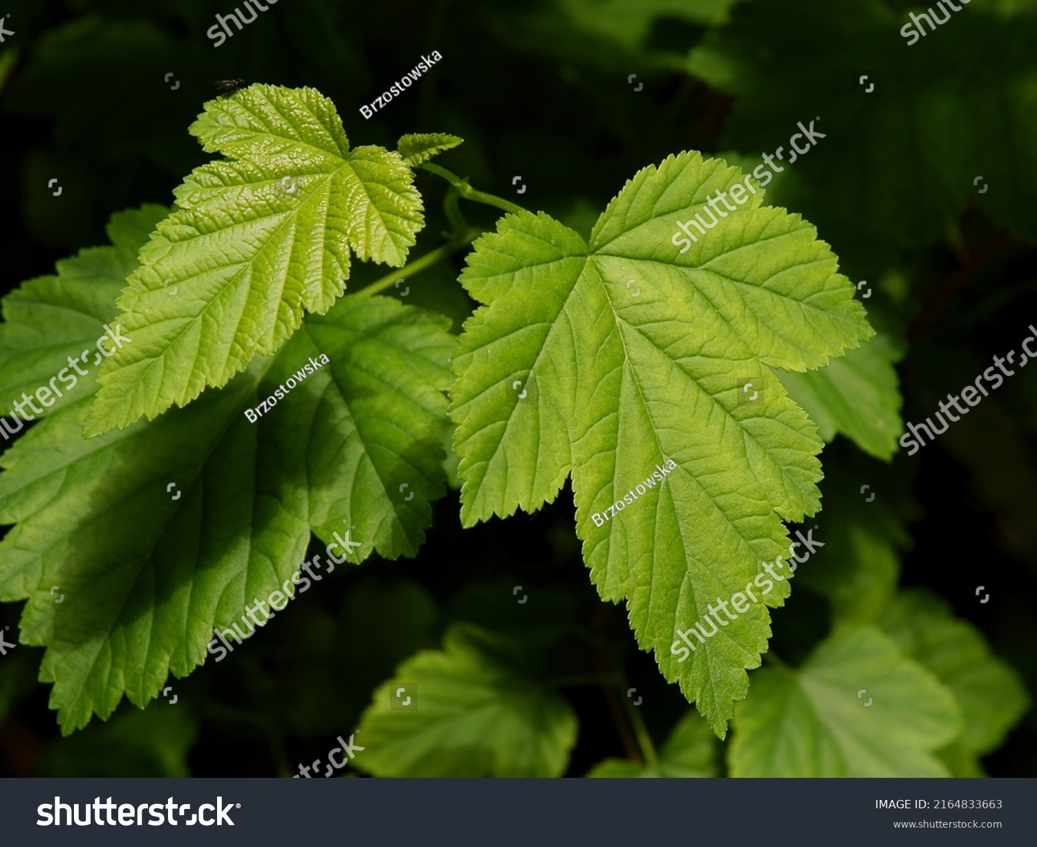 Physocarpus Opulifolius Green Leaves White Flowers Stock Photo ...