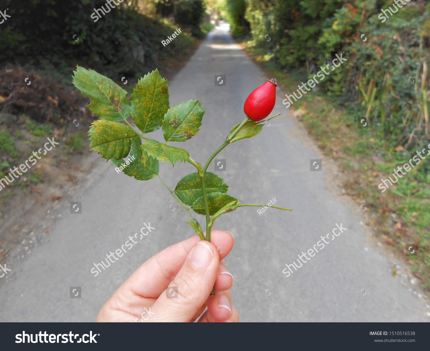 Picking Rose Hip During Trip Suburb Stock Photo Edit Now