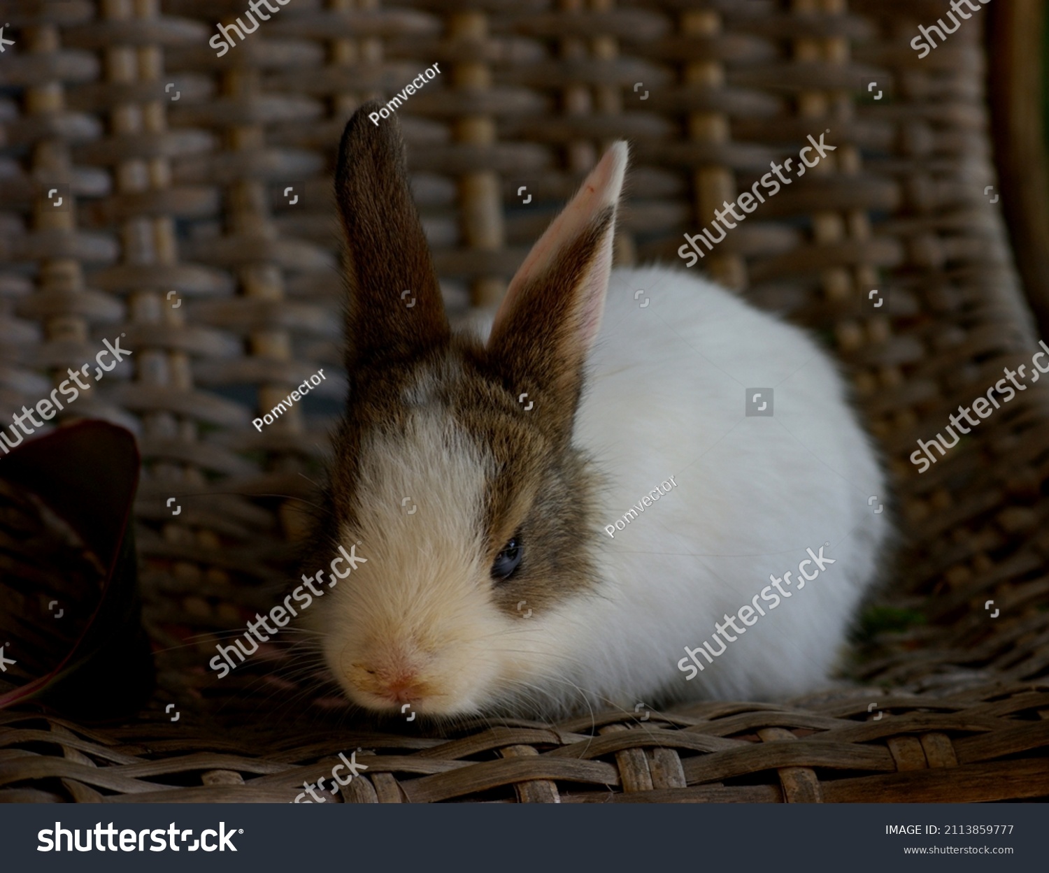 Picture Rabbit Sitting On Rattan Weave Stock Photo 2113859777