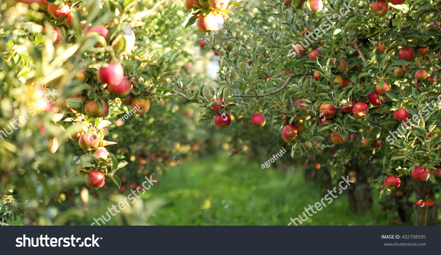 stock-photo-picture-of-a-ripe-apples-in-