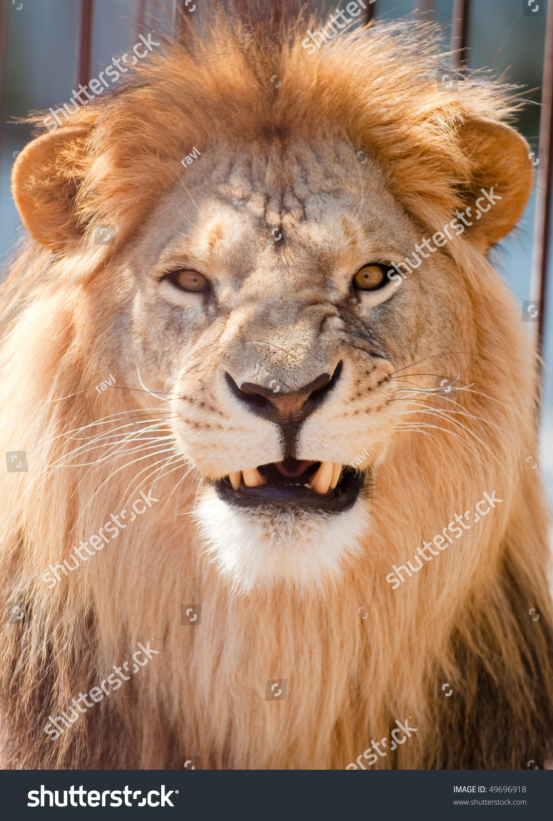 Picture Lion Highres Artistic Background Stock Photo (Edit ...