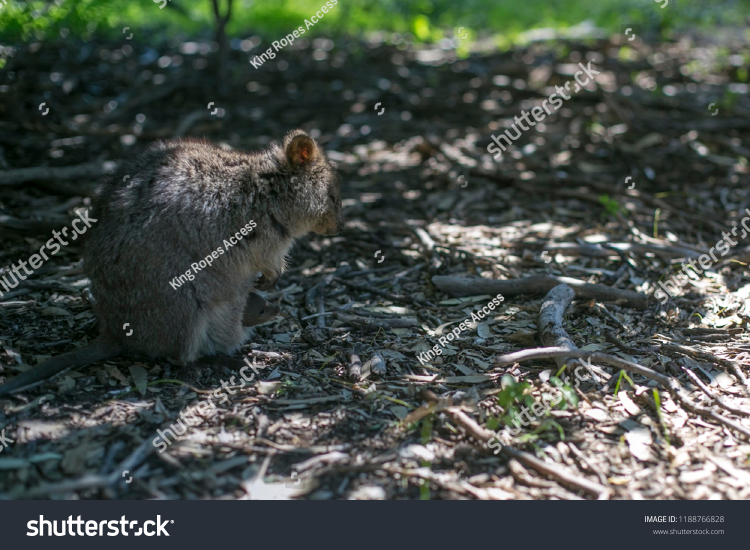 Picture Small Cute Wildlife Domestic Animal Stock Photo Edit Now