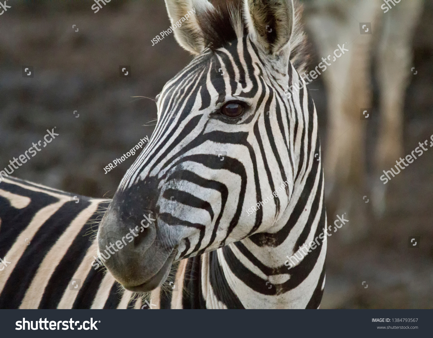 5,891 Zebra picture Images, Stock Photos & Vectors | Shutterstock