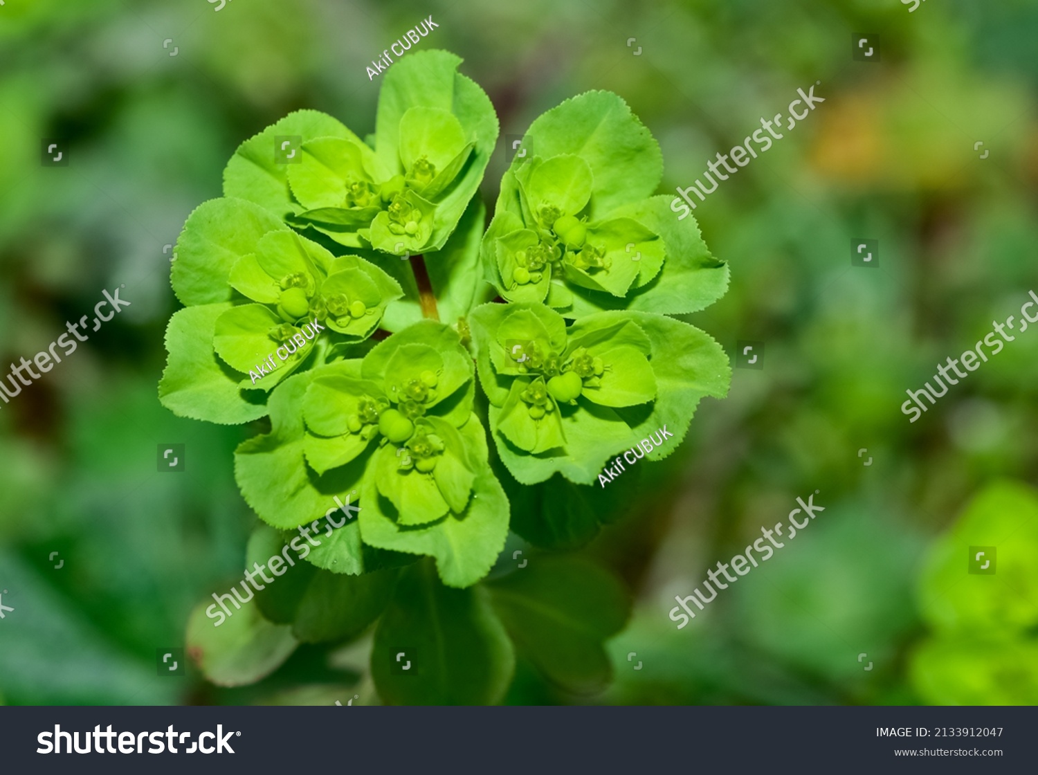 Pictures Wild Plants Medicinal Flowers Photos Stock Photo 2133912047 ...