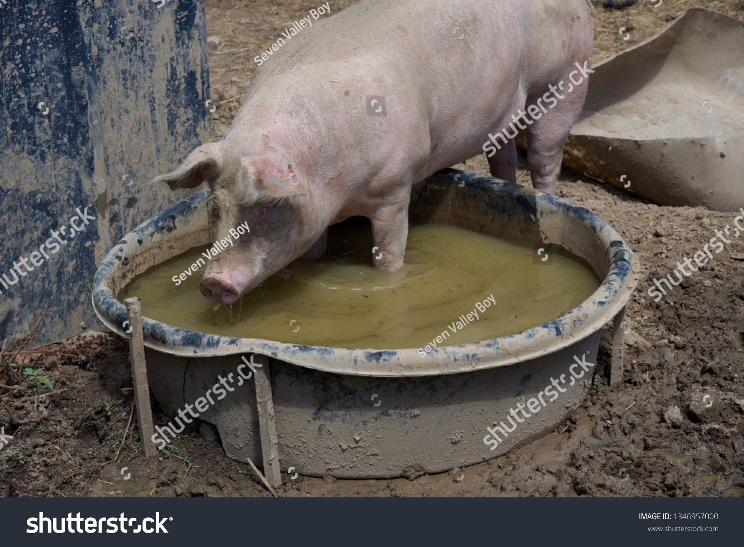 738 Pig wallowing Images, Stock Photos & Vectors | Shutterstock