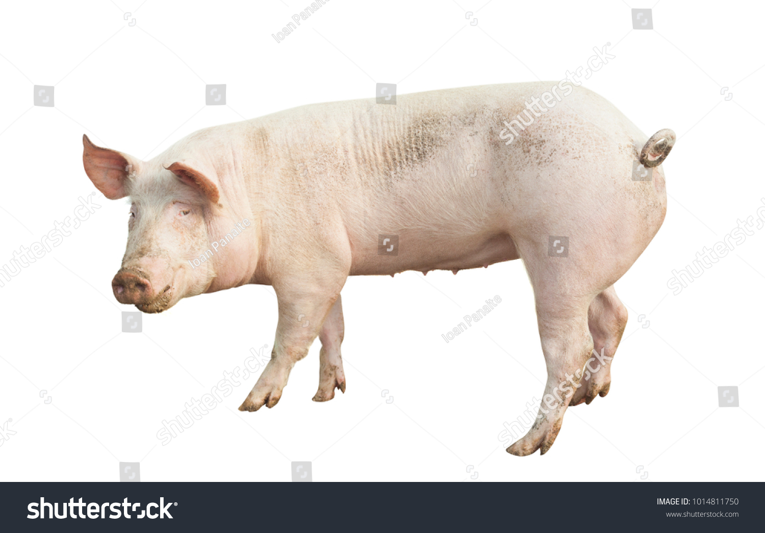 Pig Animal Isolated On White Stock Photo (Edit Now) 1014811750