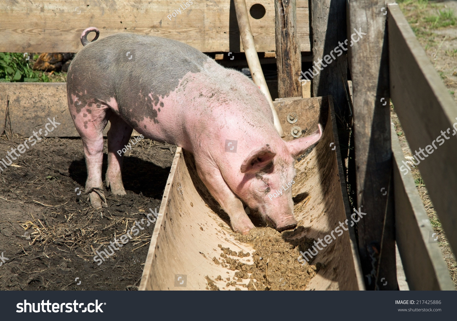 Pig Eating Trough Horizontal Stock Photo 217425886 - Shutterstock